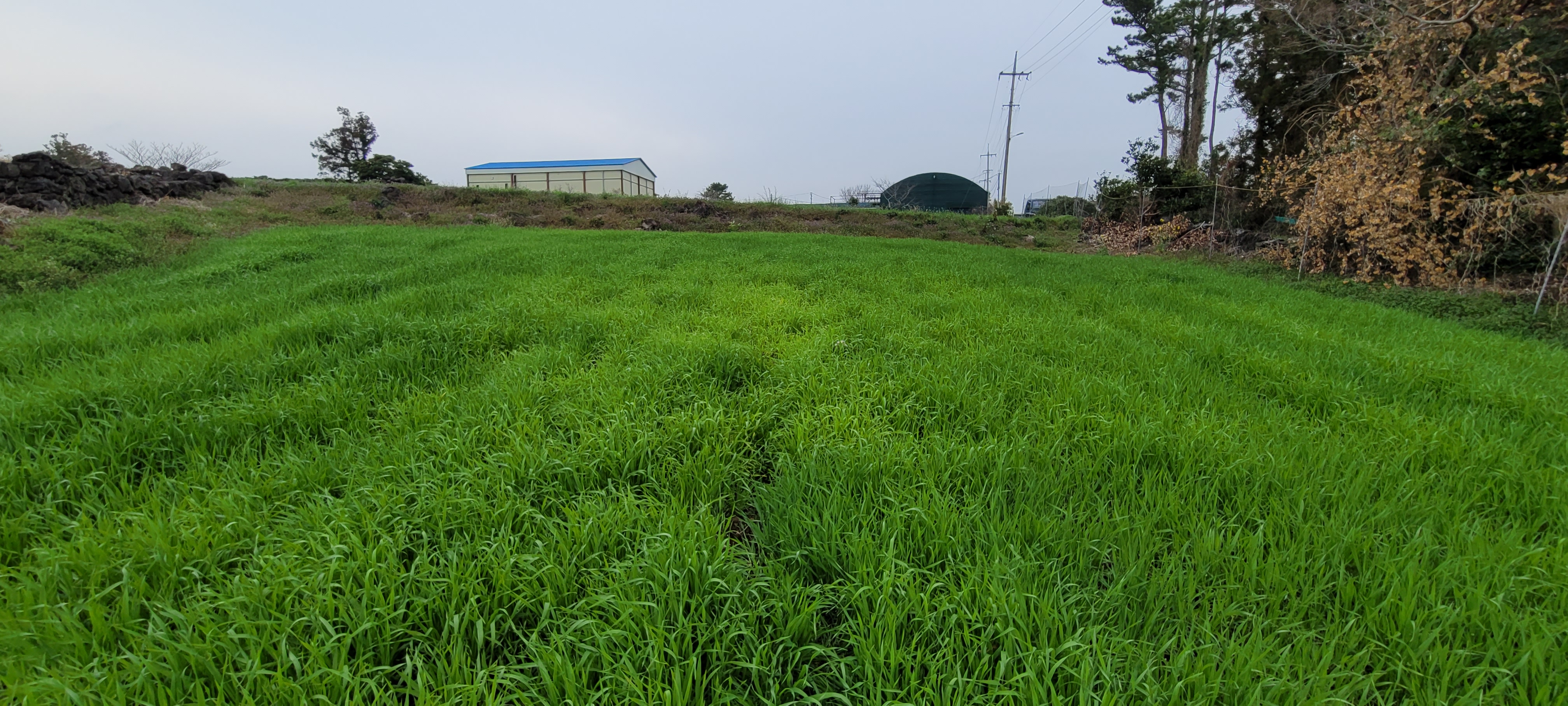 보리에서 이런경우 원인이 무엇인가요