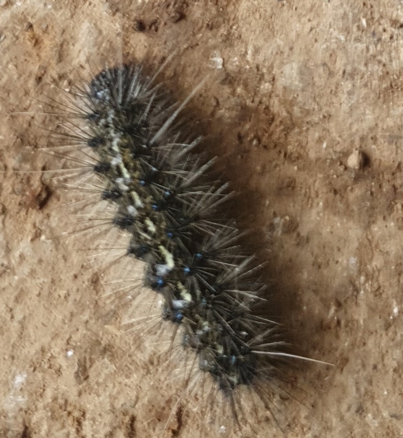 해충이름과 방제방법