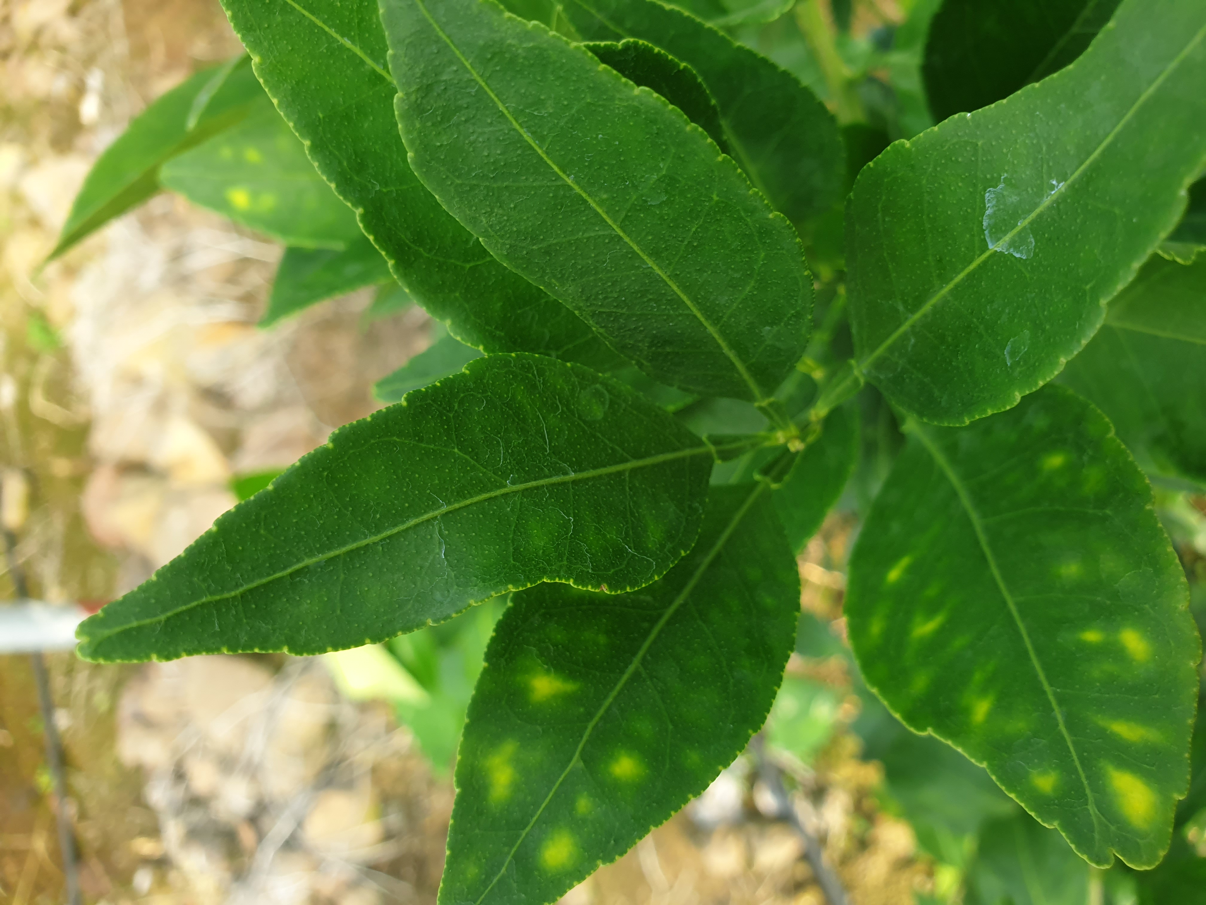 레드향 잎 변색