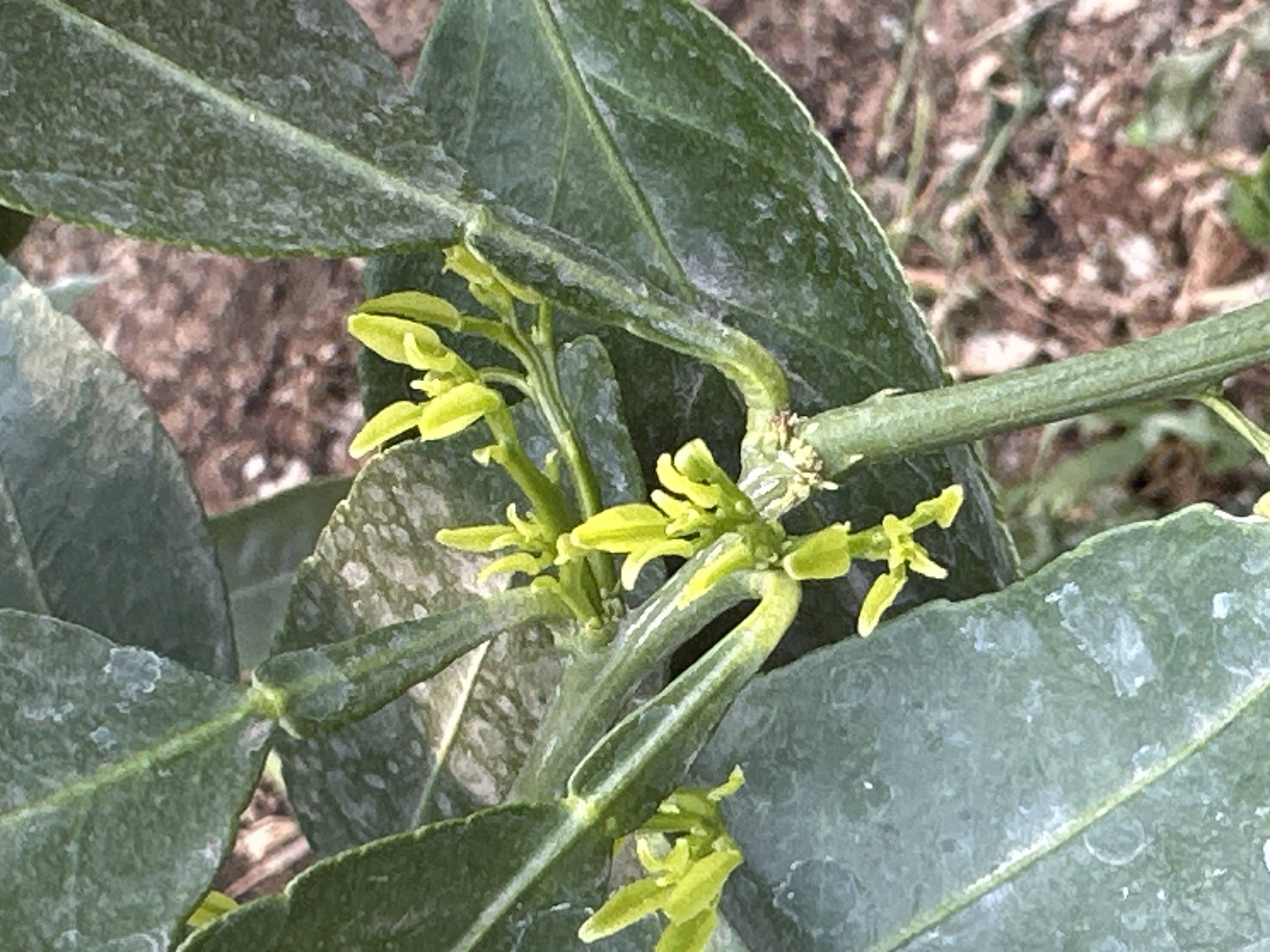 한라봉 올해 꽃피는시기