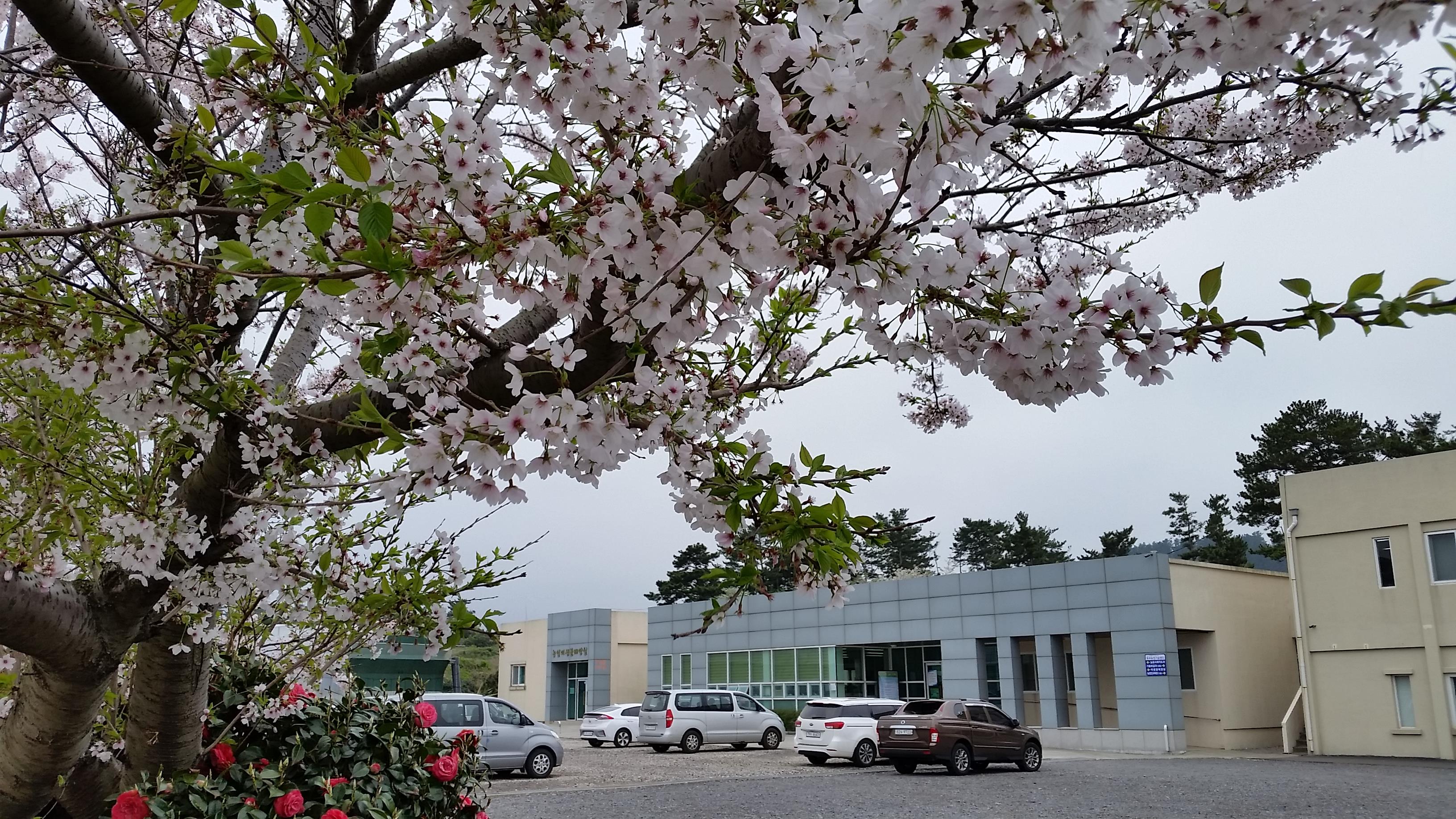 벚나무 아래, 동부농업기술센터