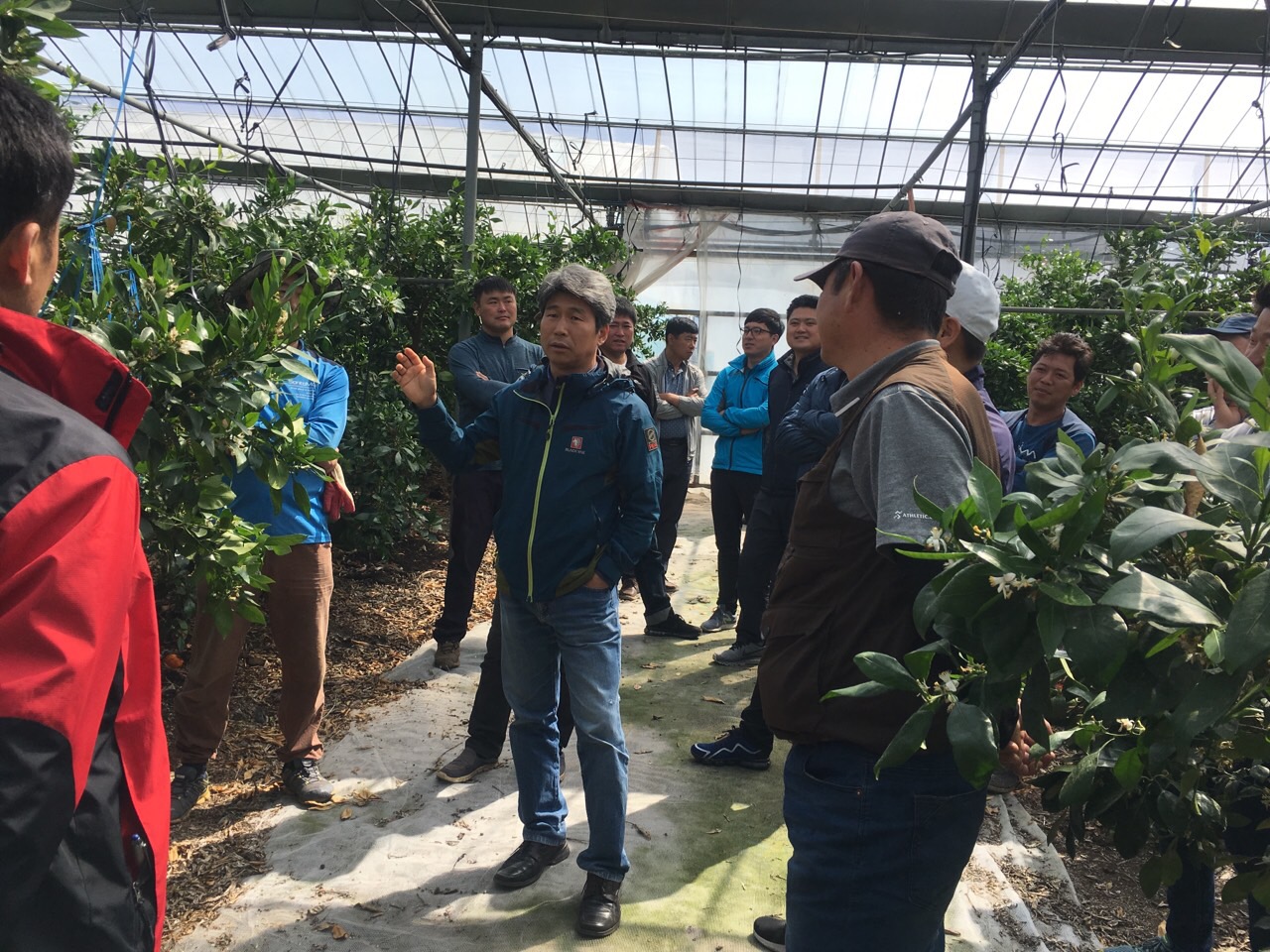 감협 한림·한경 청년부 만감류 컨설팅 현장