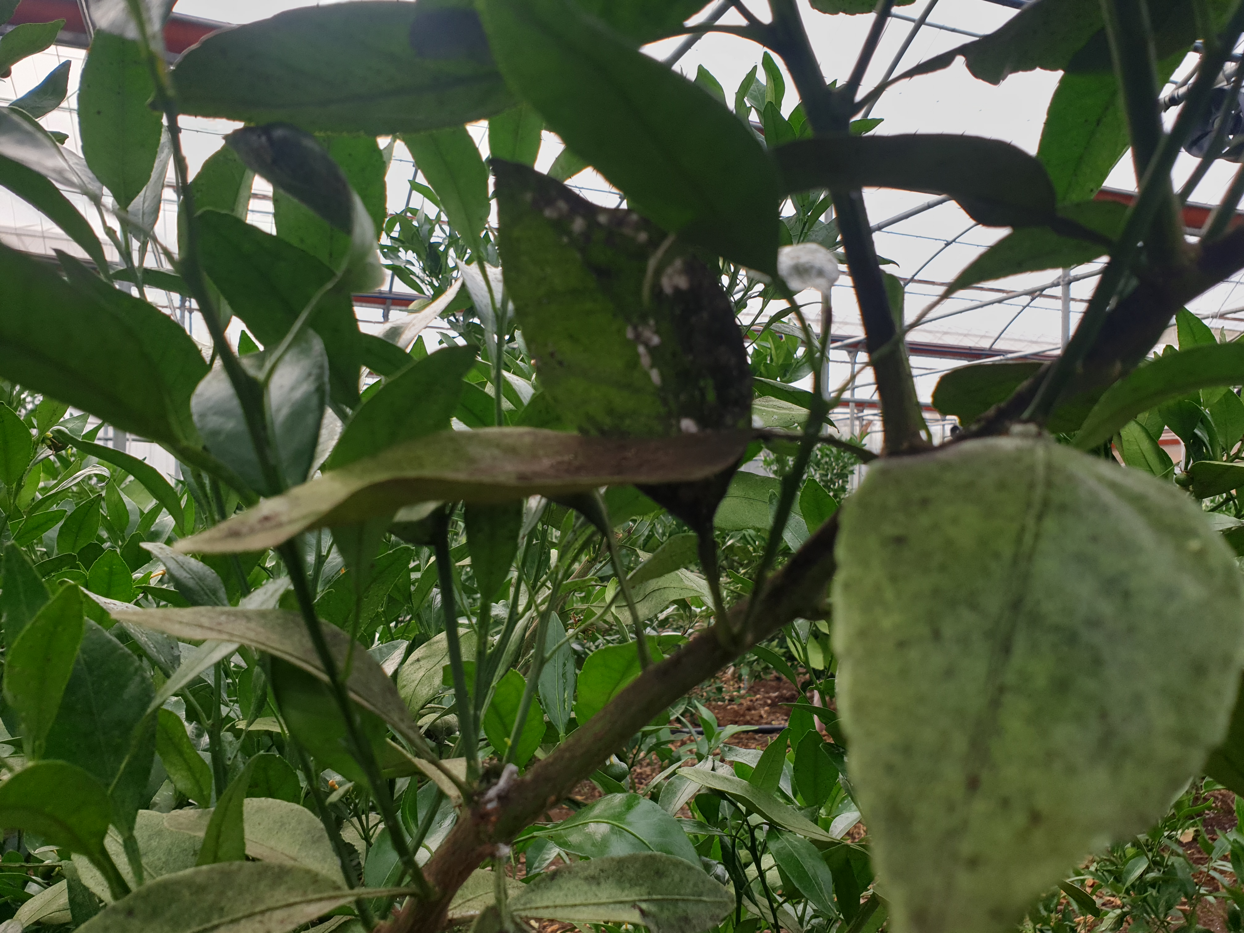 레드향 병해충 질의