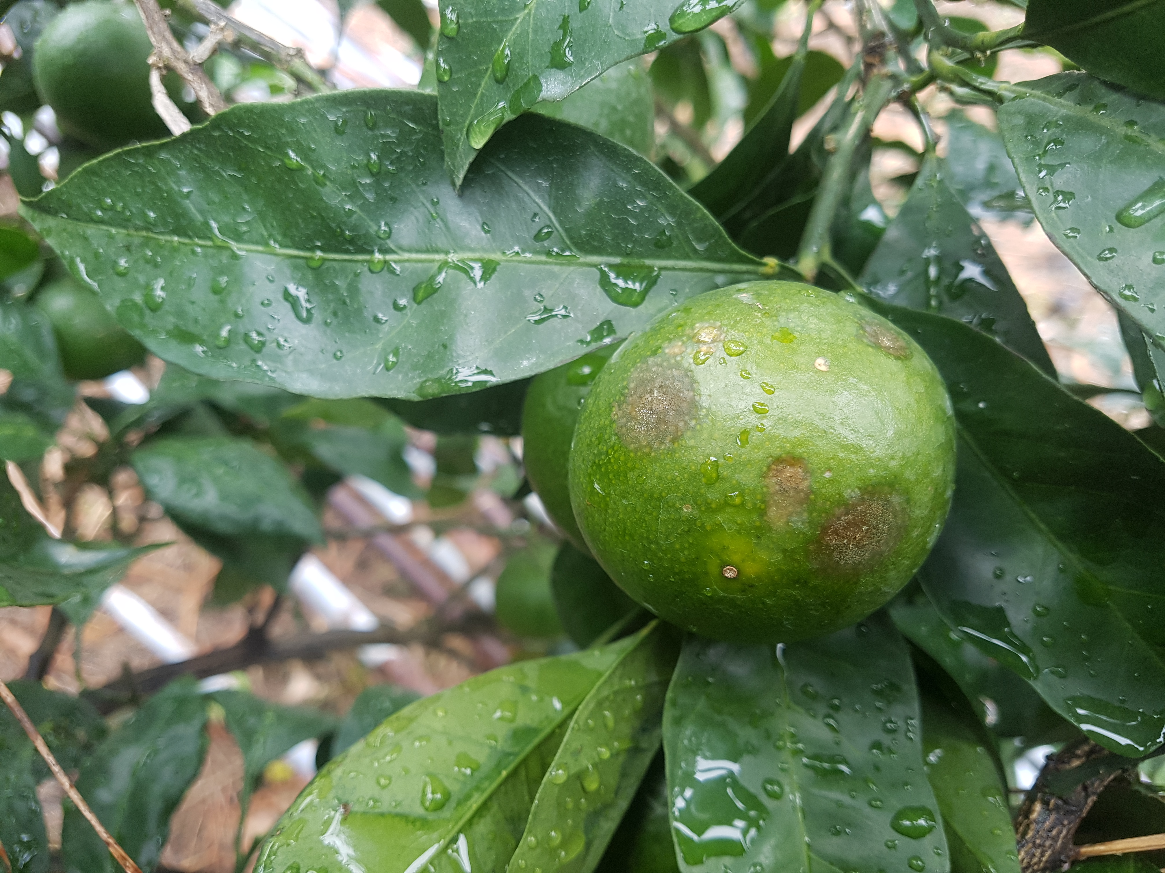 병해충 명밎 원인과 방제방법을 알려주세요