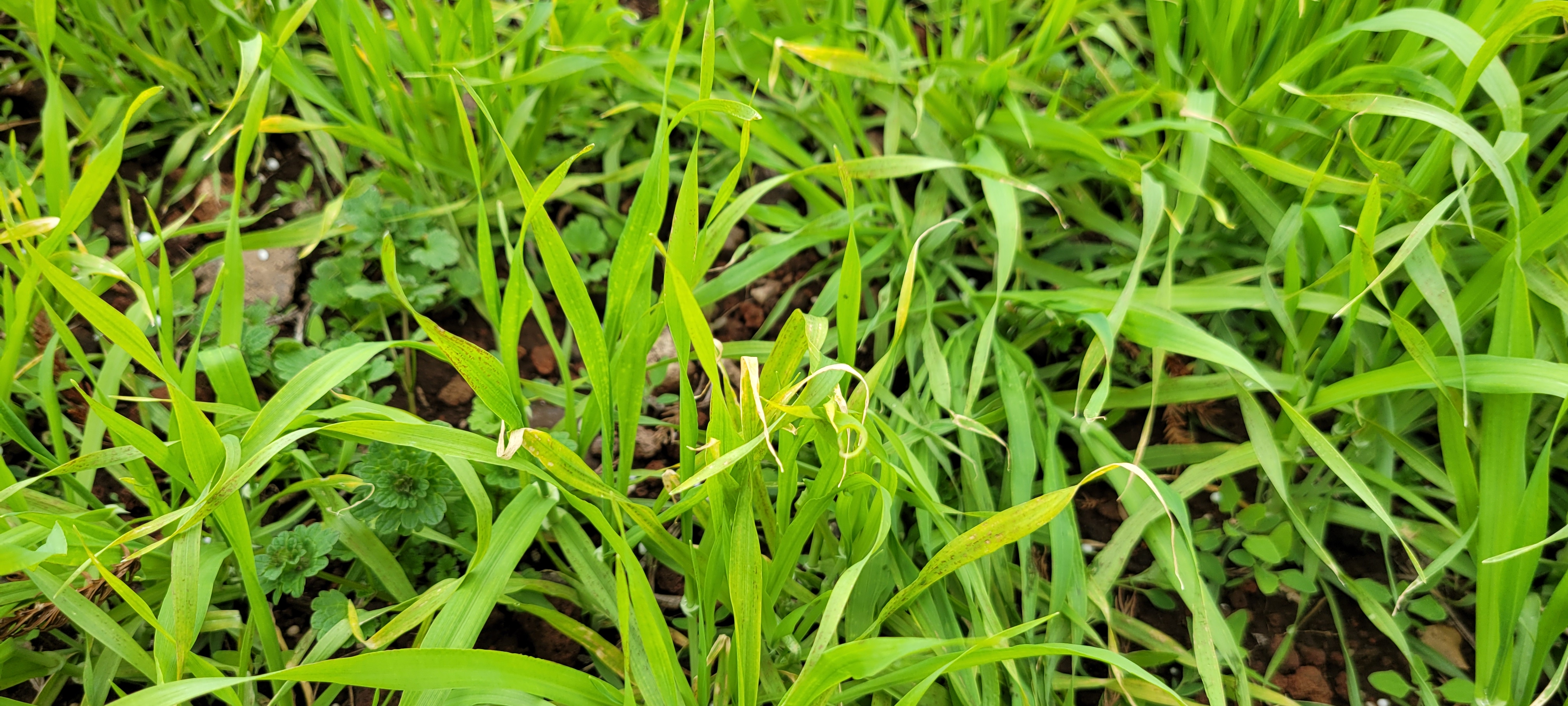 보리에서 이런경우 원인이 무엇인가요