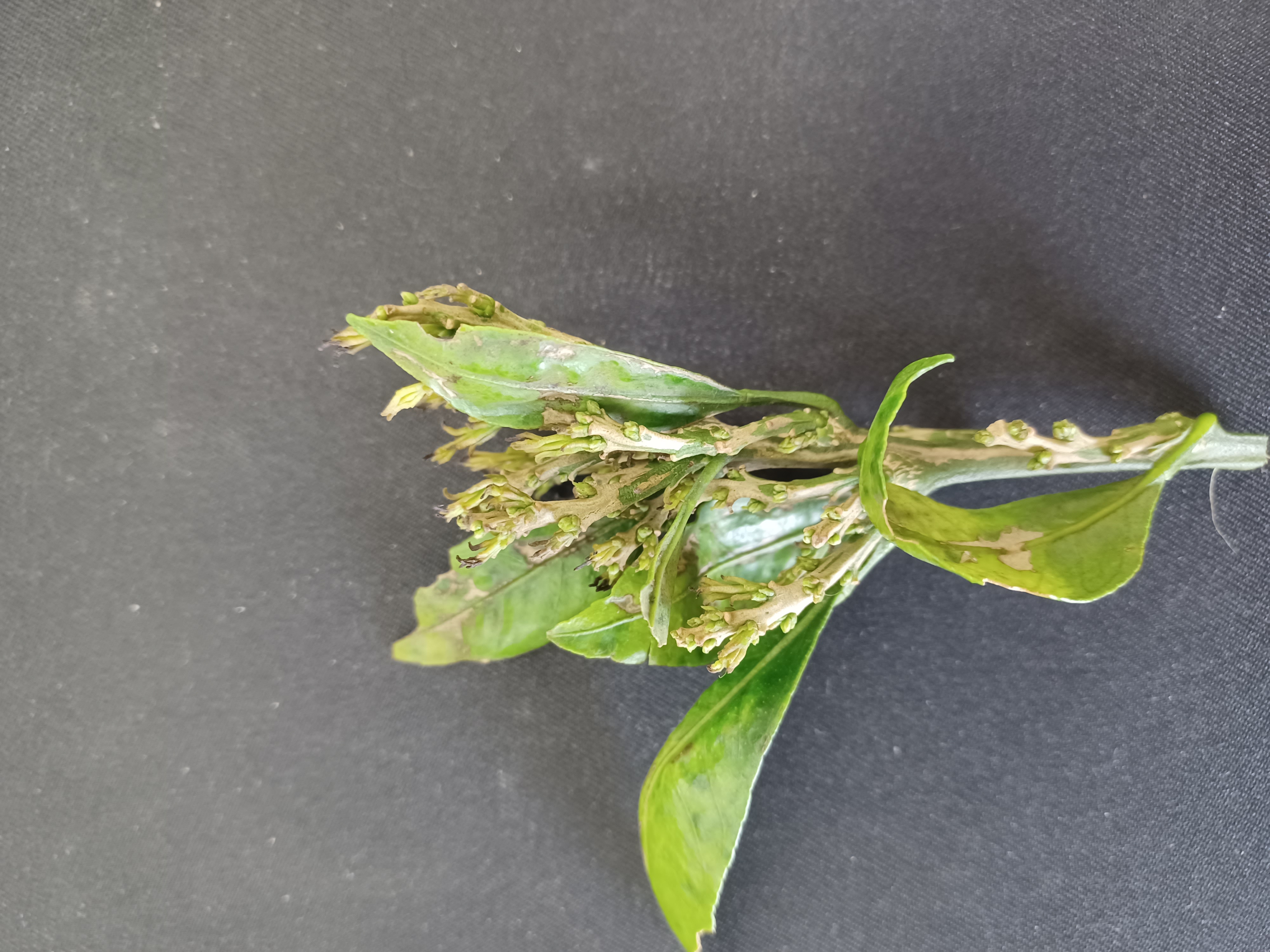 가온하우스 새순 증상문의