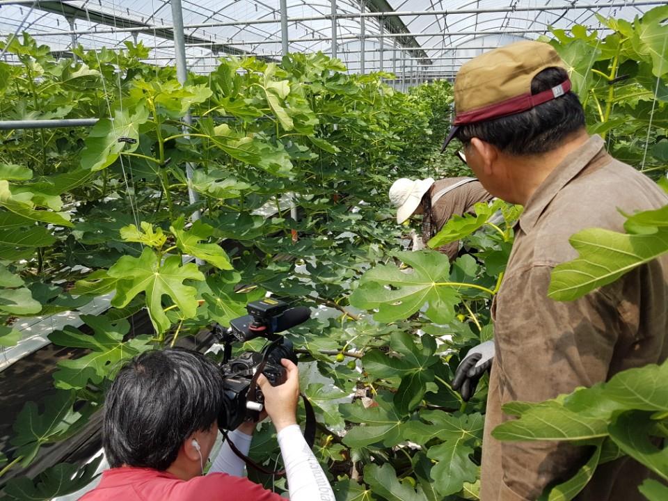 무화과 수확이 한창인 농업현장 소식