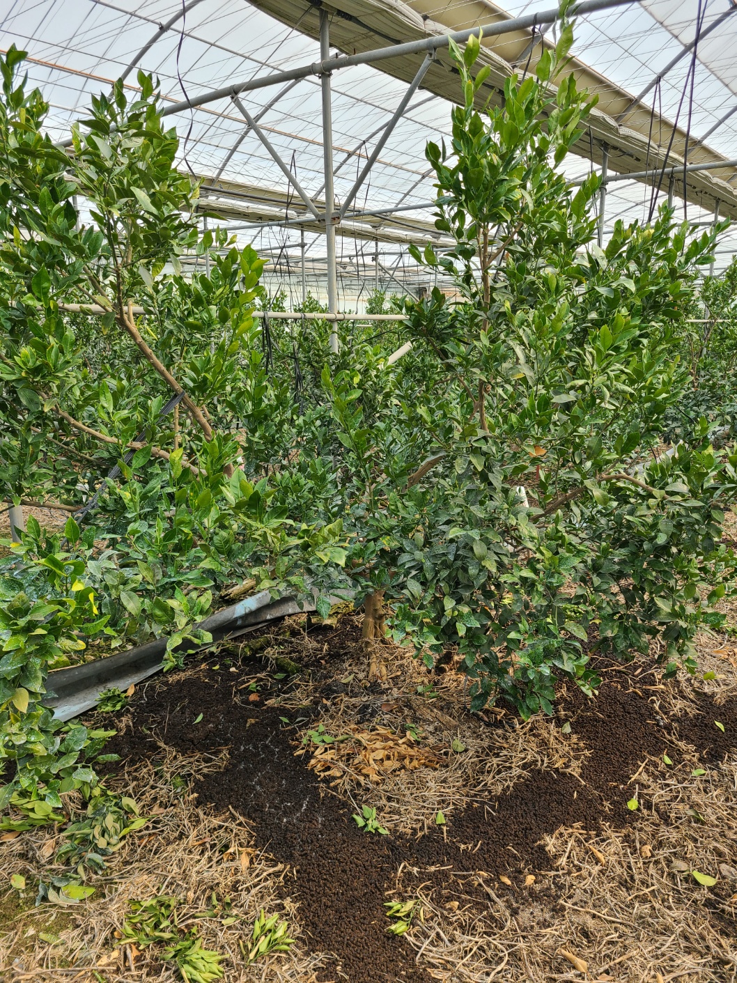 한라봉 8년생나무