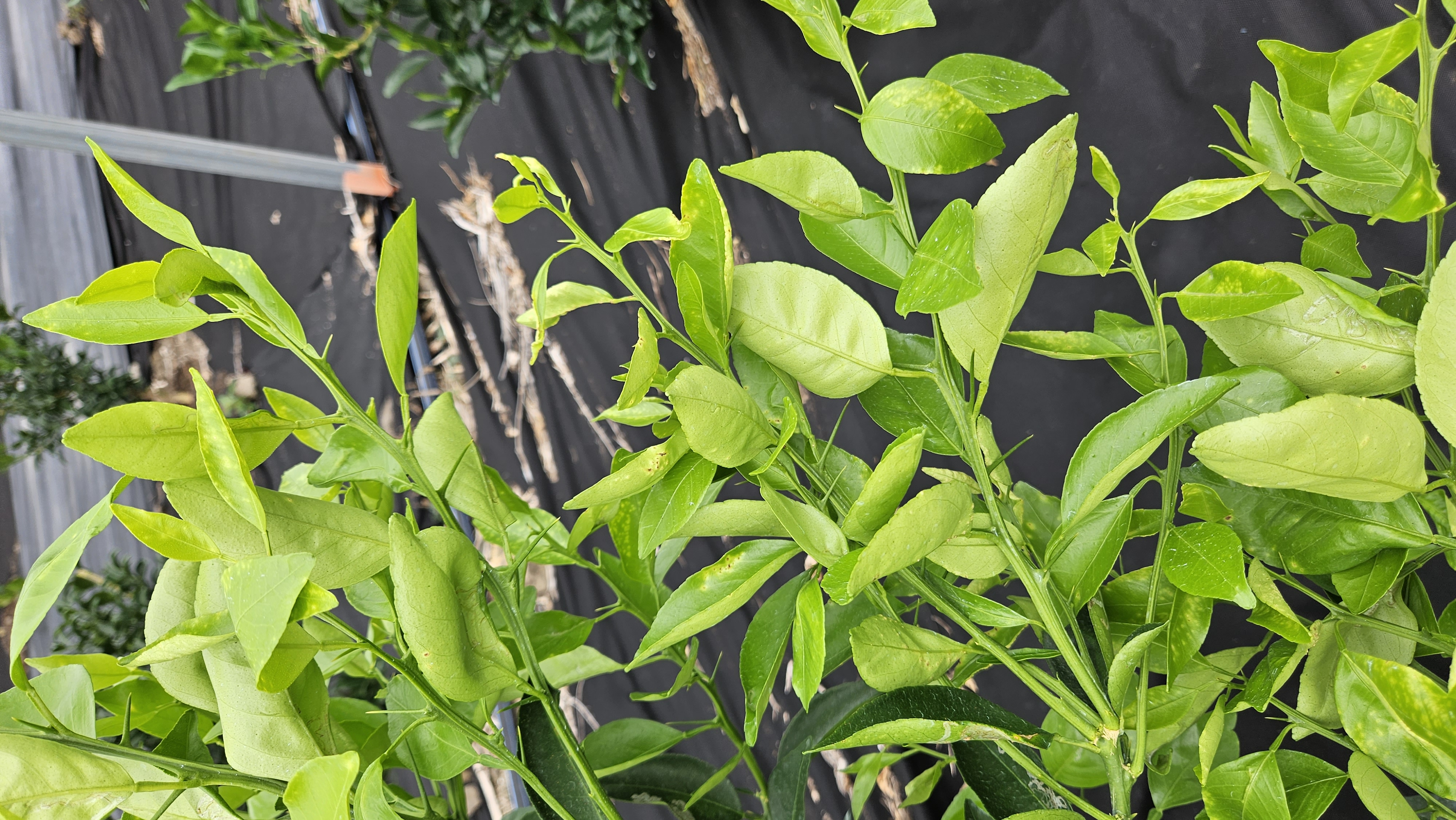 천혜향 병해충?