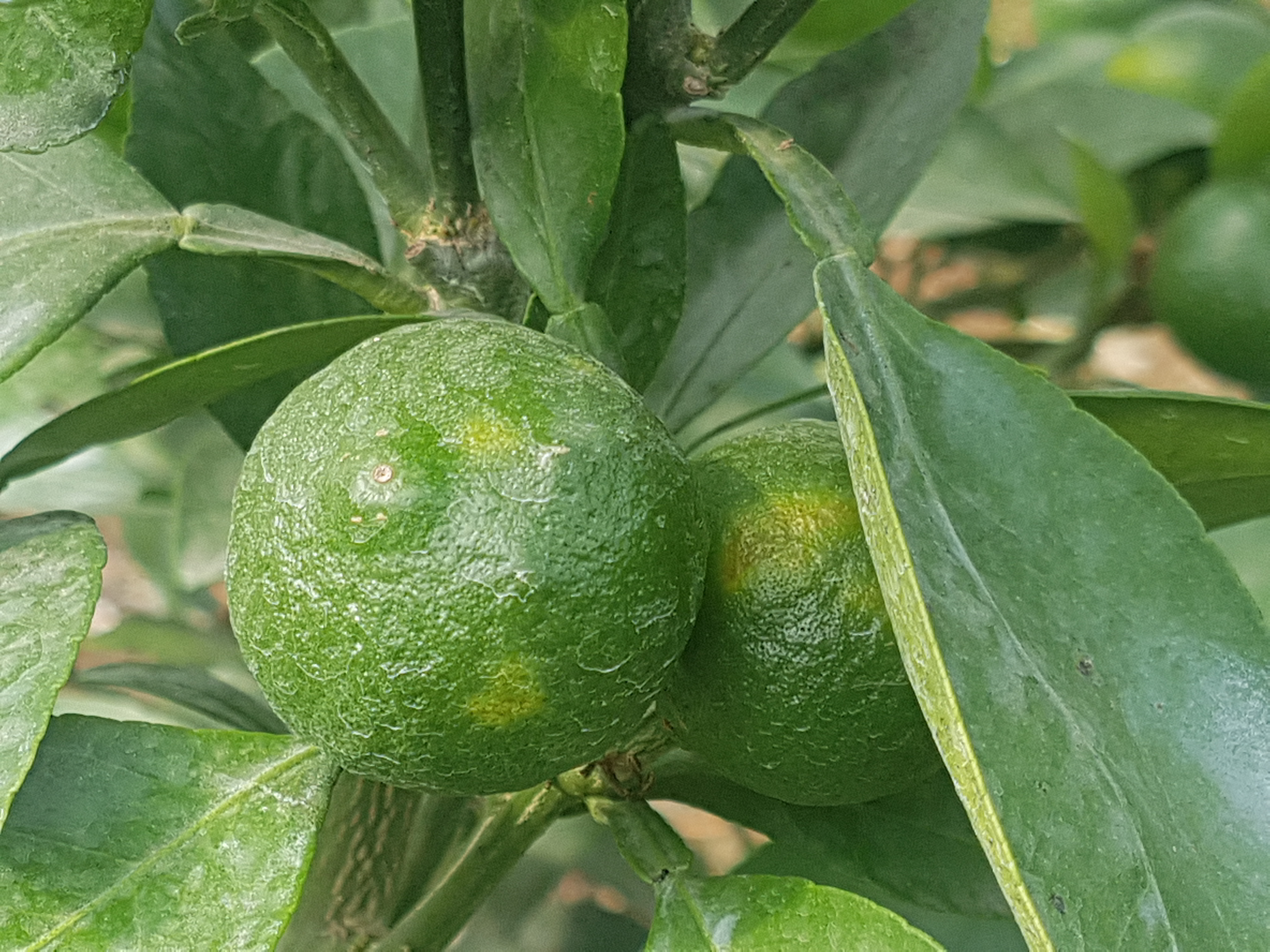 병해충 명밎 원인과 방제방법을 알려주세요(답변바랍니다)