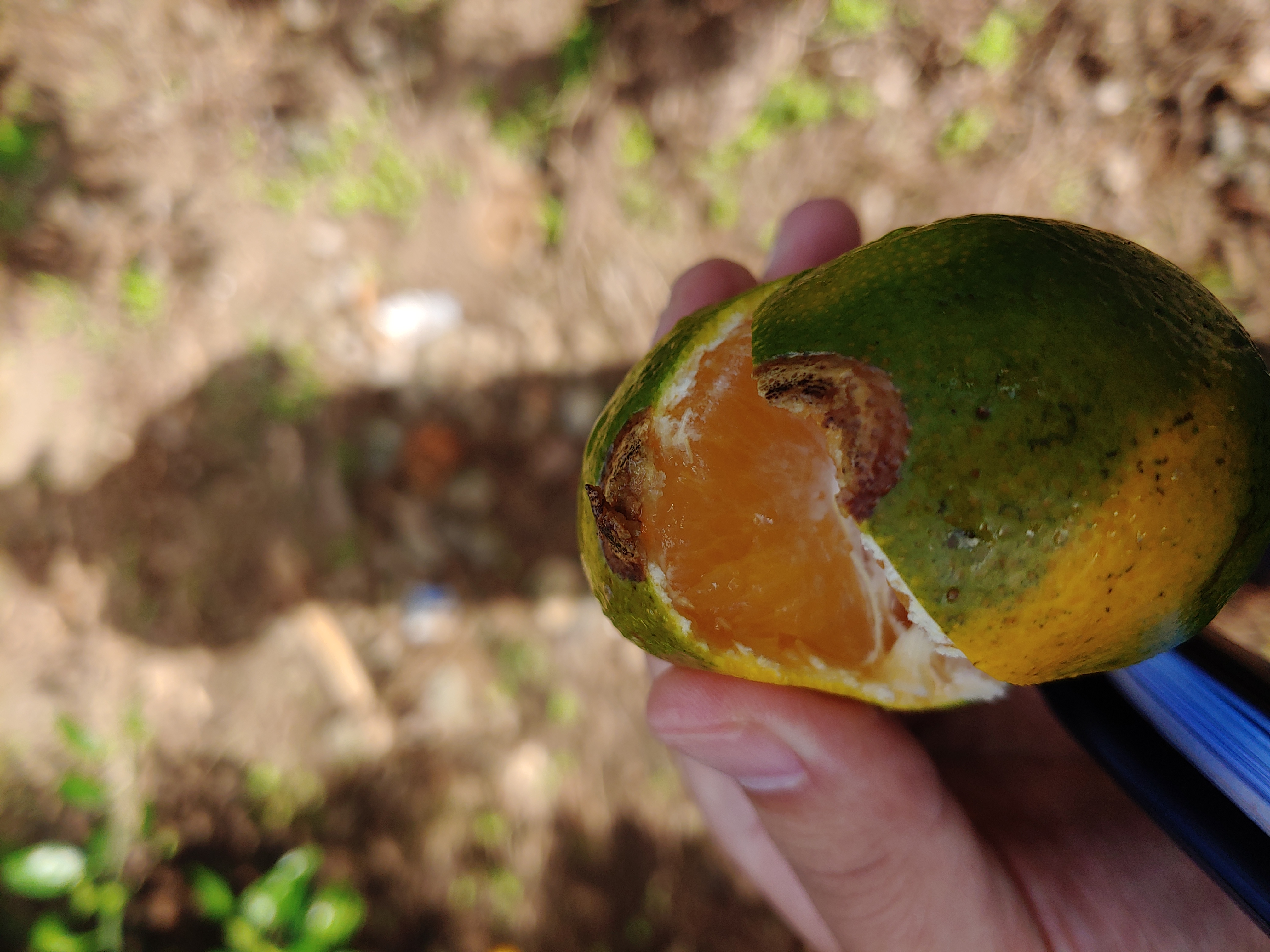 노지 밀감 피해증상 알고 싶습니다