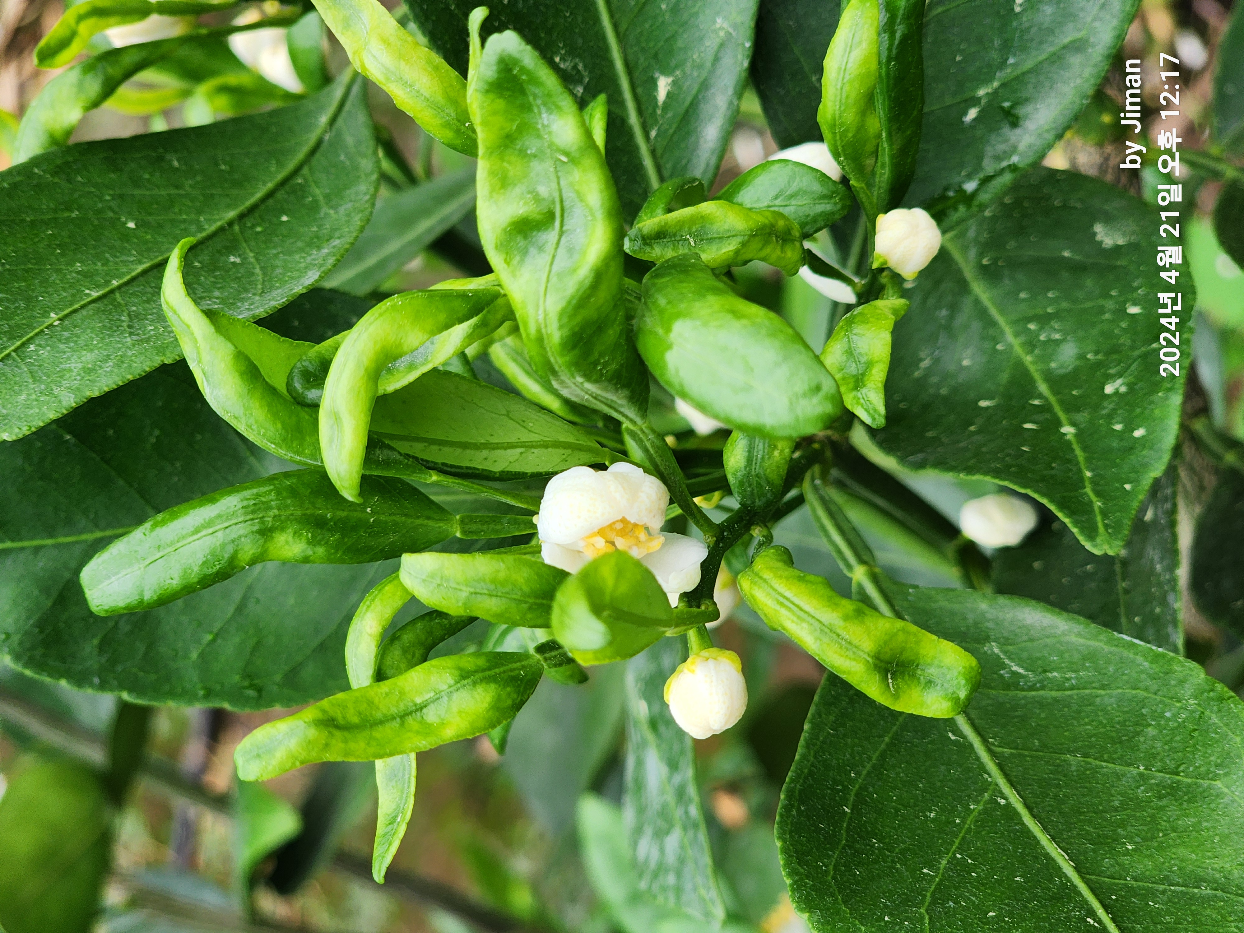 레드향 새순 이상 현상