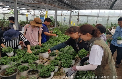 2018 국화분재실습 기초과정 교육