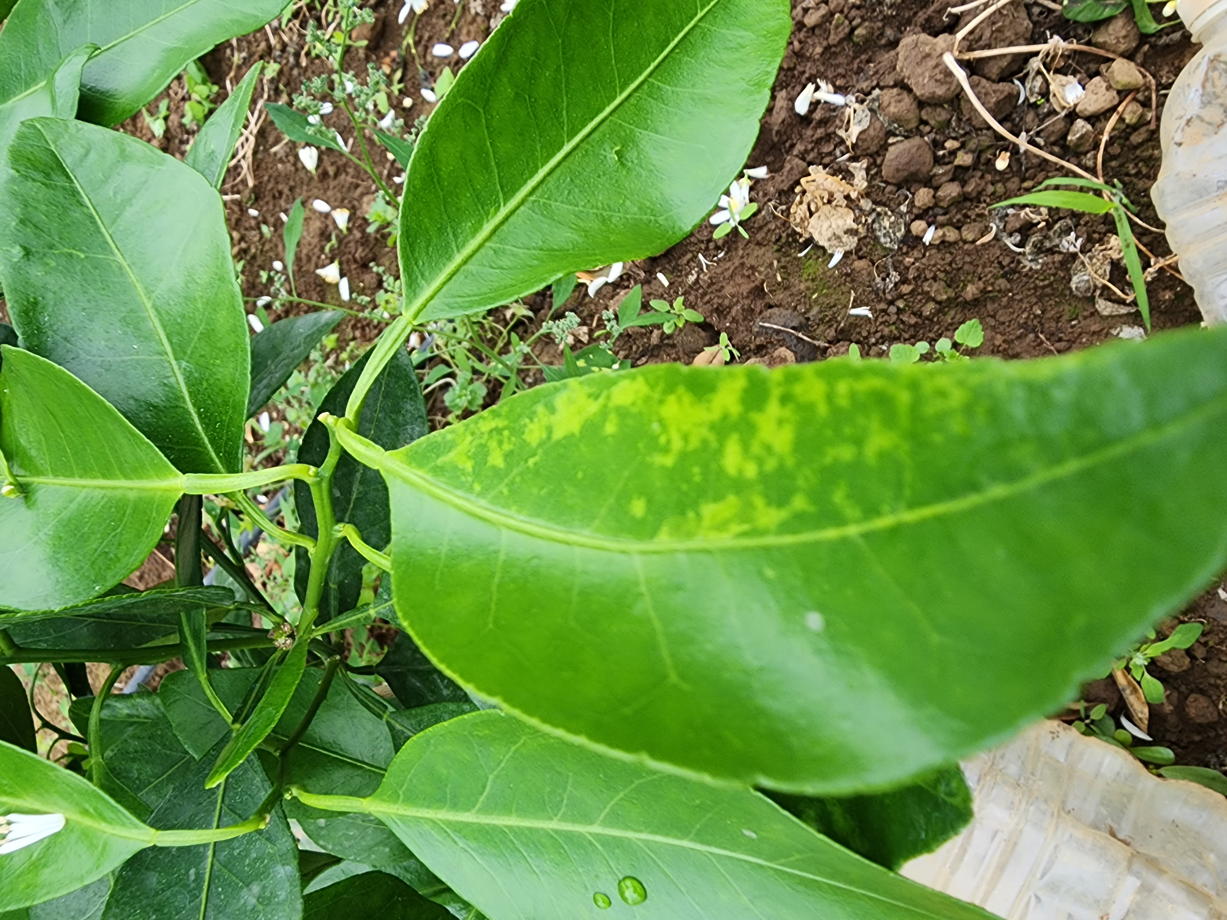 레드향 잎의 변색