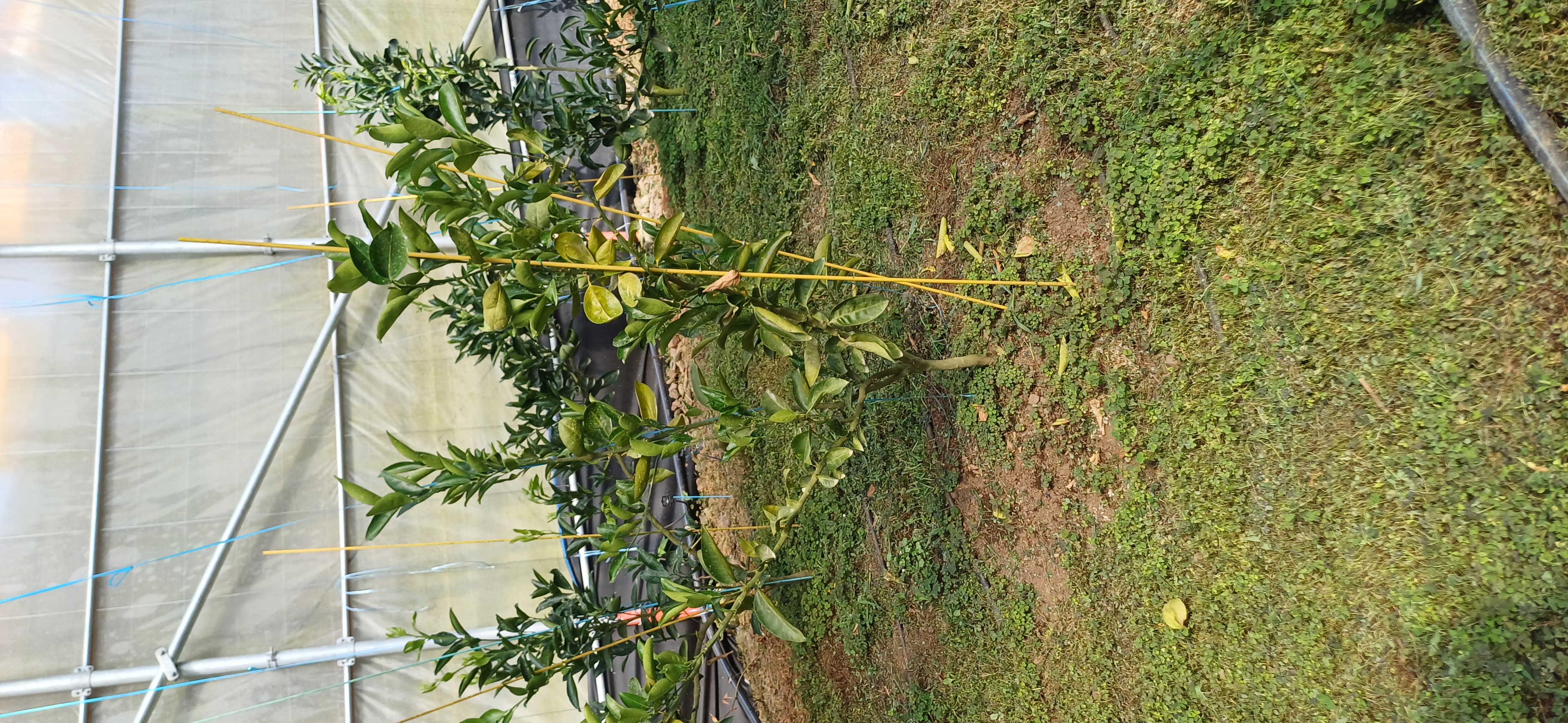 천혜향 잎이 전체적으로 누렇게 변색
