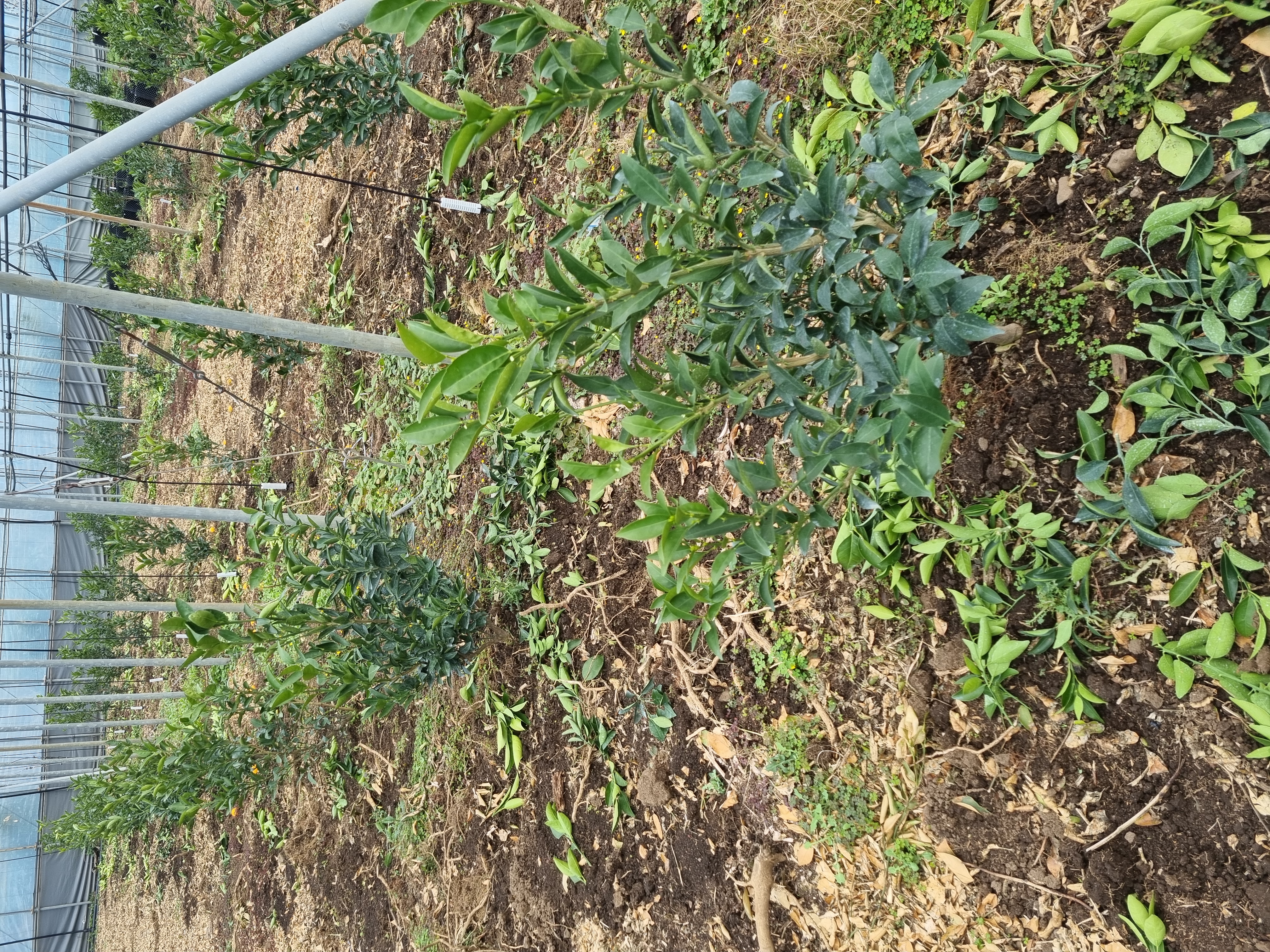 천혜향포트묘 식재후 순관리