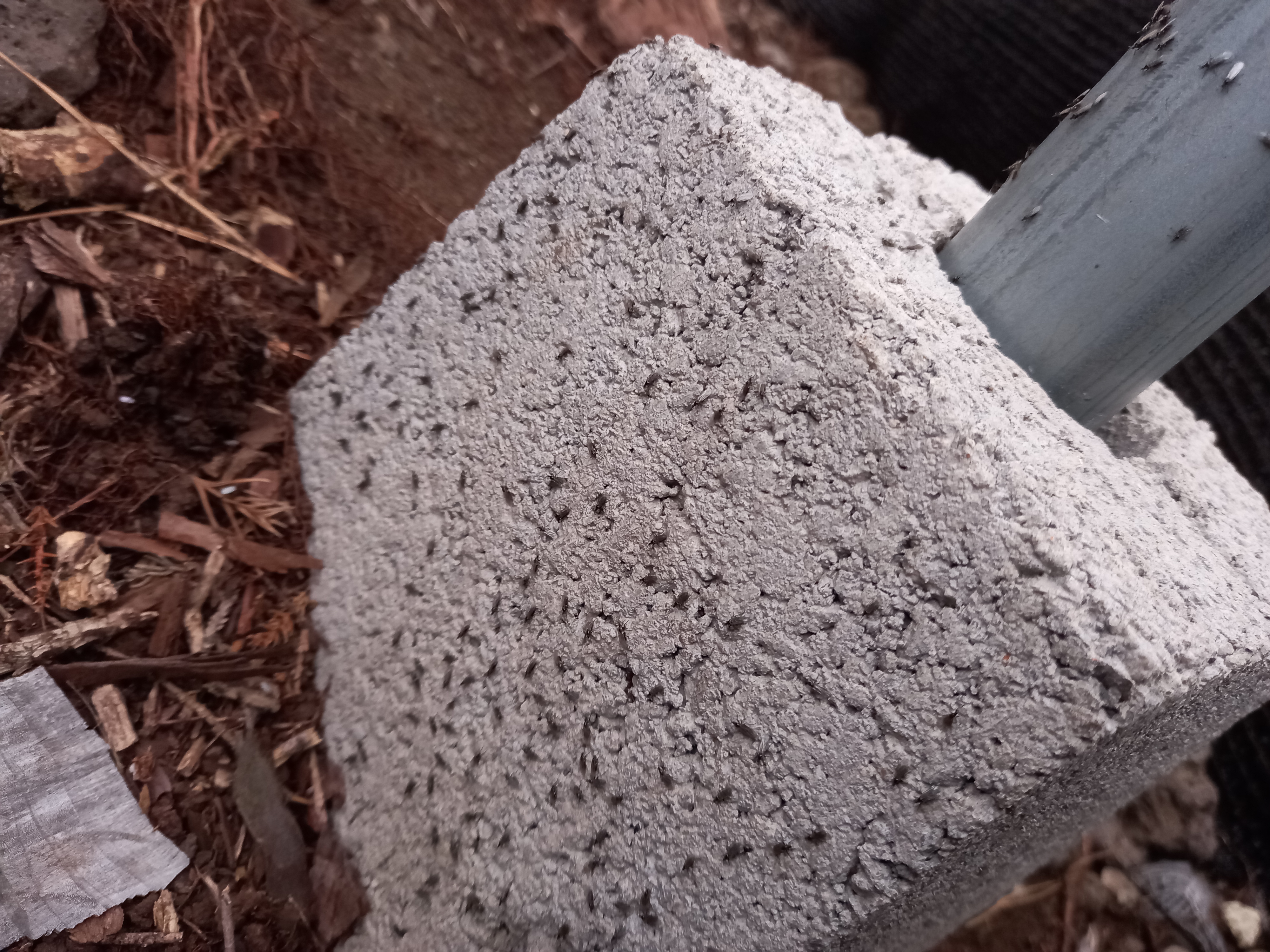 카라향 병해충 문의