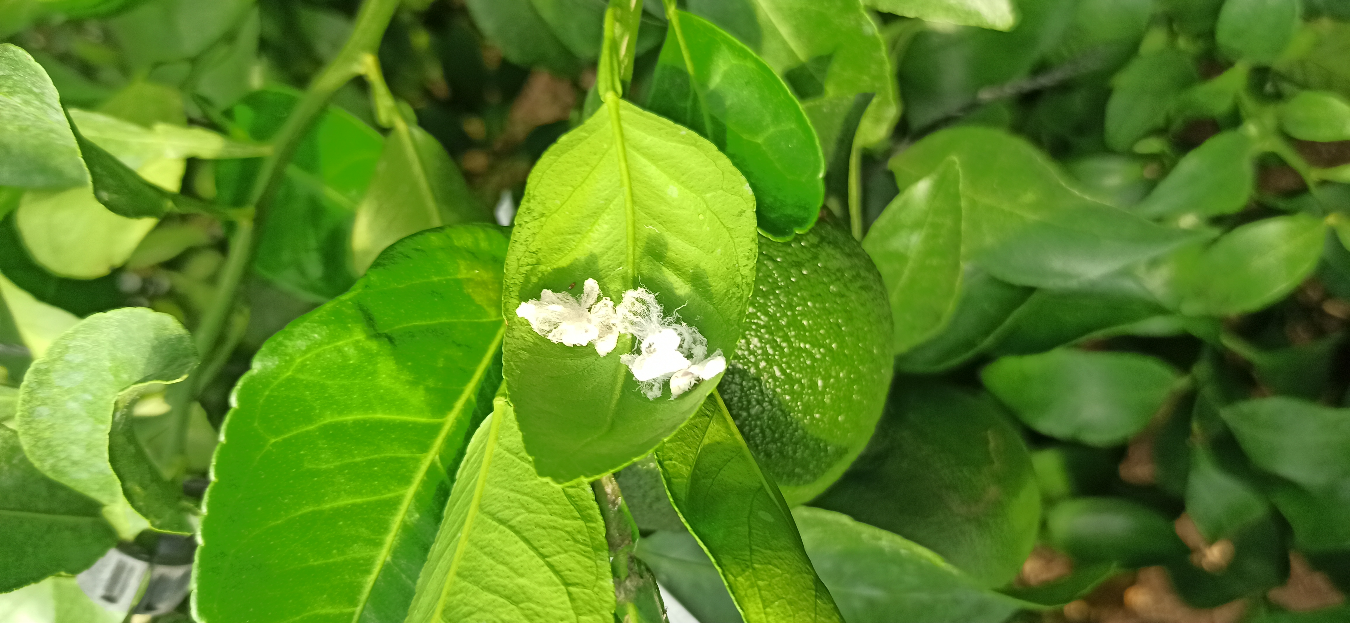 한라봉 나무에 못보던 벌래가 많아요