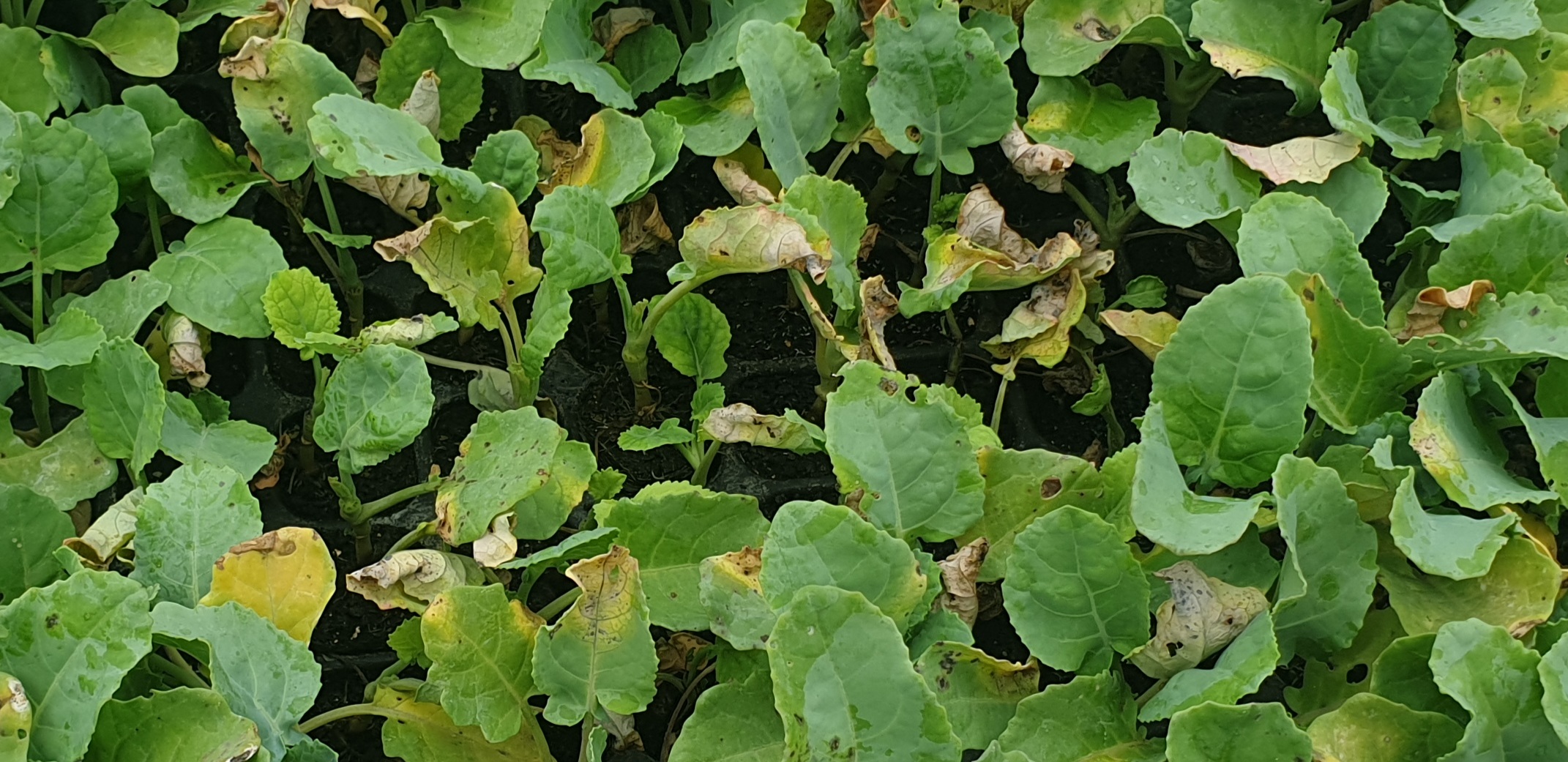 묘종 해충? 병? 알?