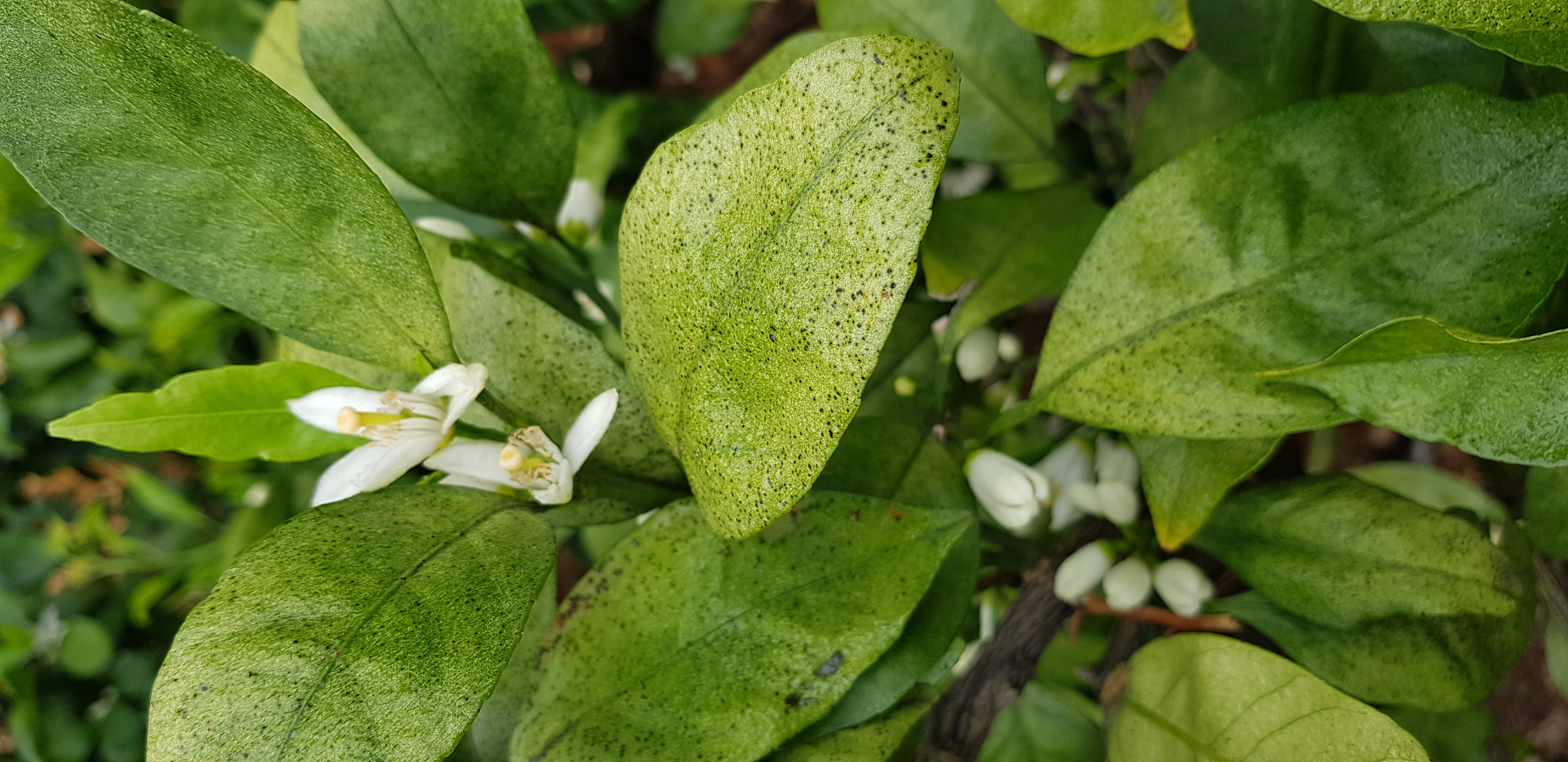 노지감귤 나무(잎) 병충해 문의