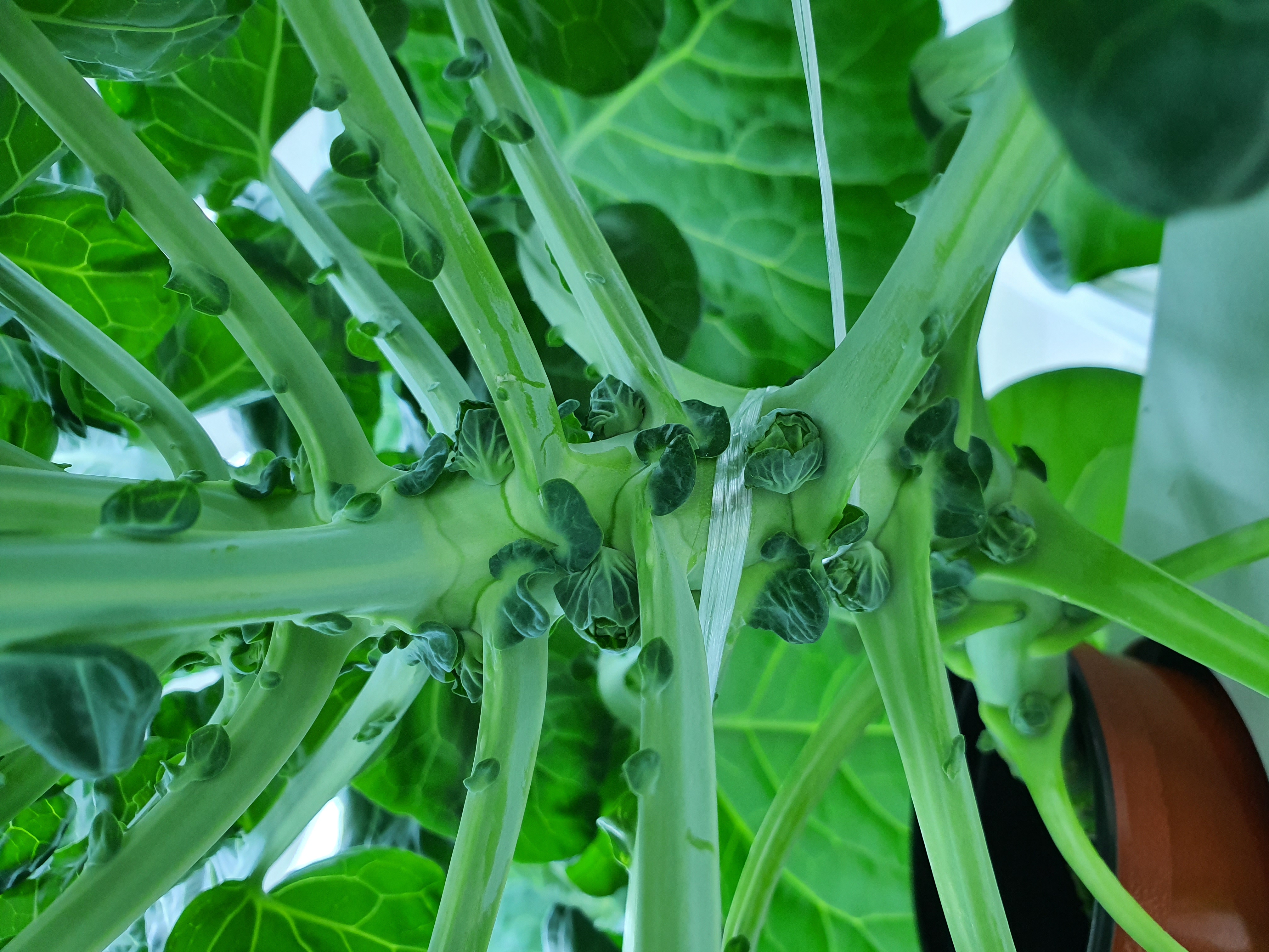 수경재배 방울다다기양배추 재배관련