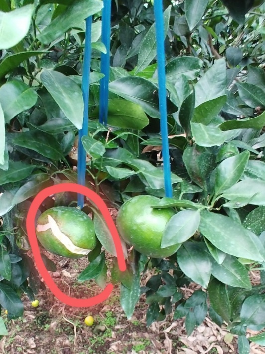 레드향 과실 깨짐 관련 문의드립니다.