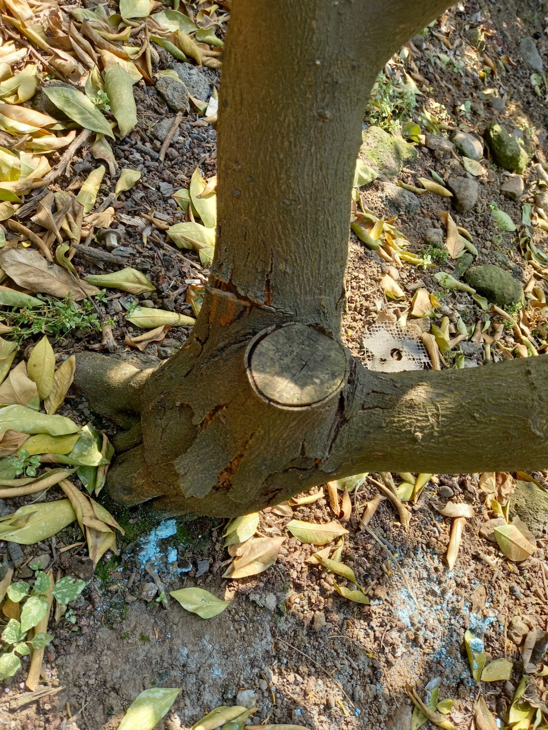 감귤나무 잎이 말라 떨어져요~