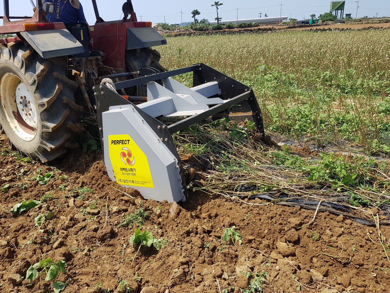 마늘 수확 현장(기계사용)