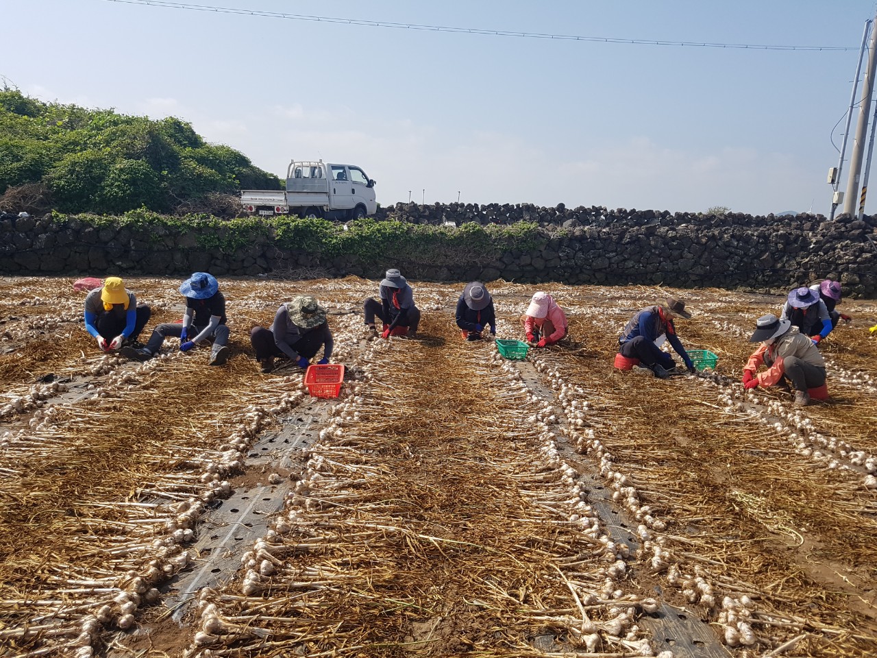 마늘 수확 일손돕기 봉사활동 추진