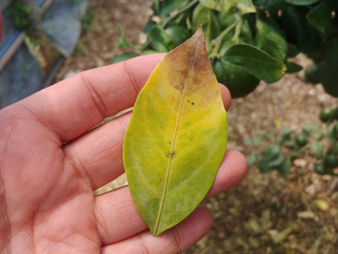 감귤 잎과 가지 시드는  원인 및 대책을 알고 싶습니다.