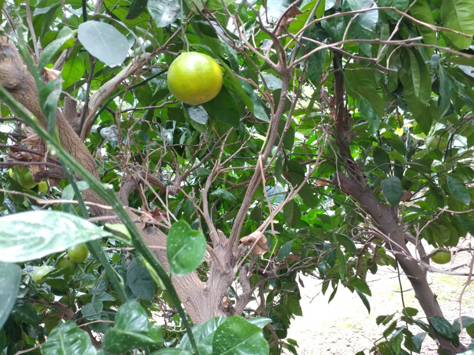 감귤 나무 죽은가지가 너무 많습니다.