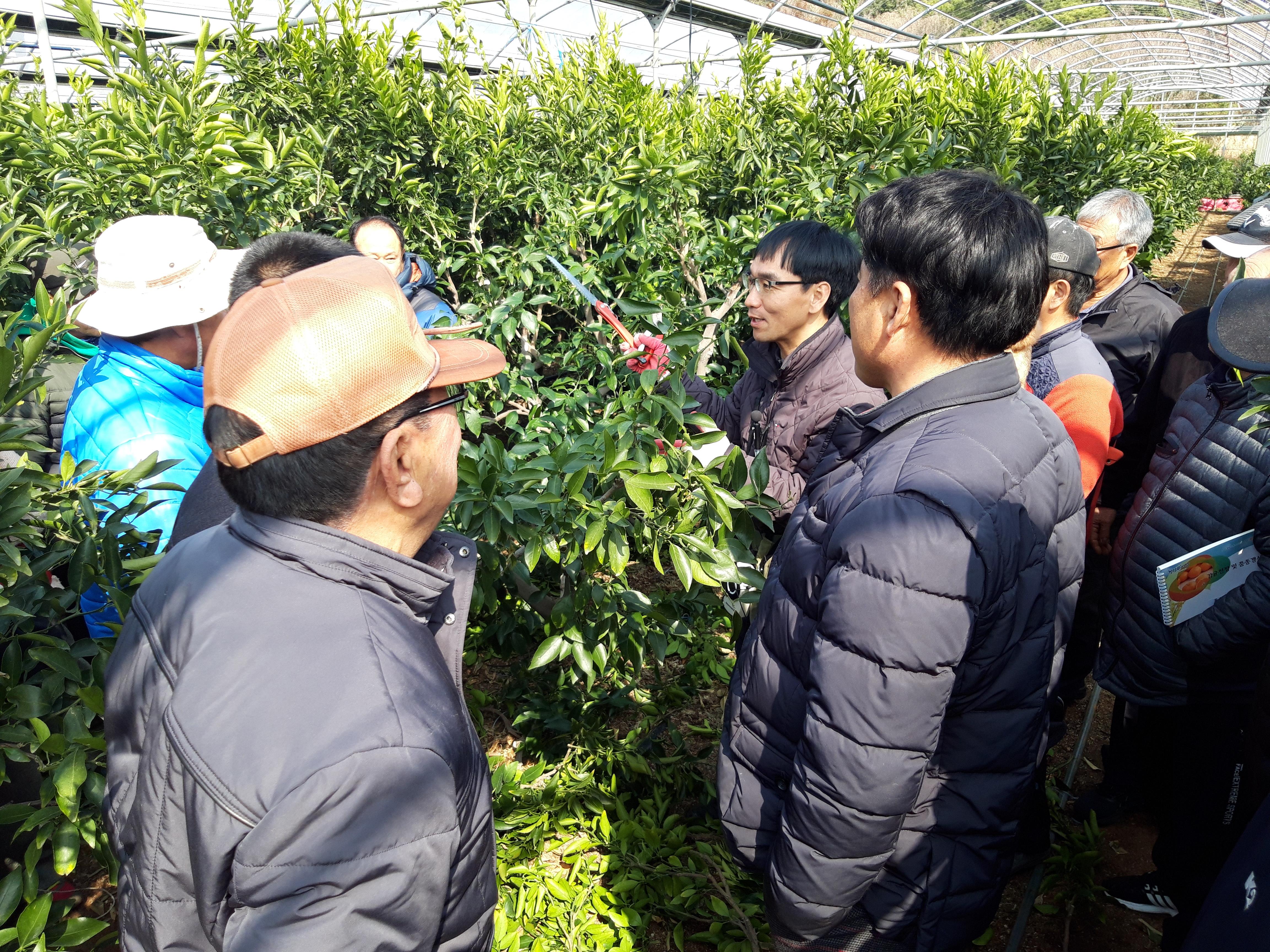 2019 감귤 및 만감류 정지 ․ 전정기술 교육