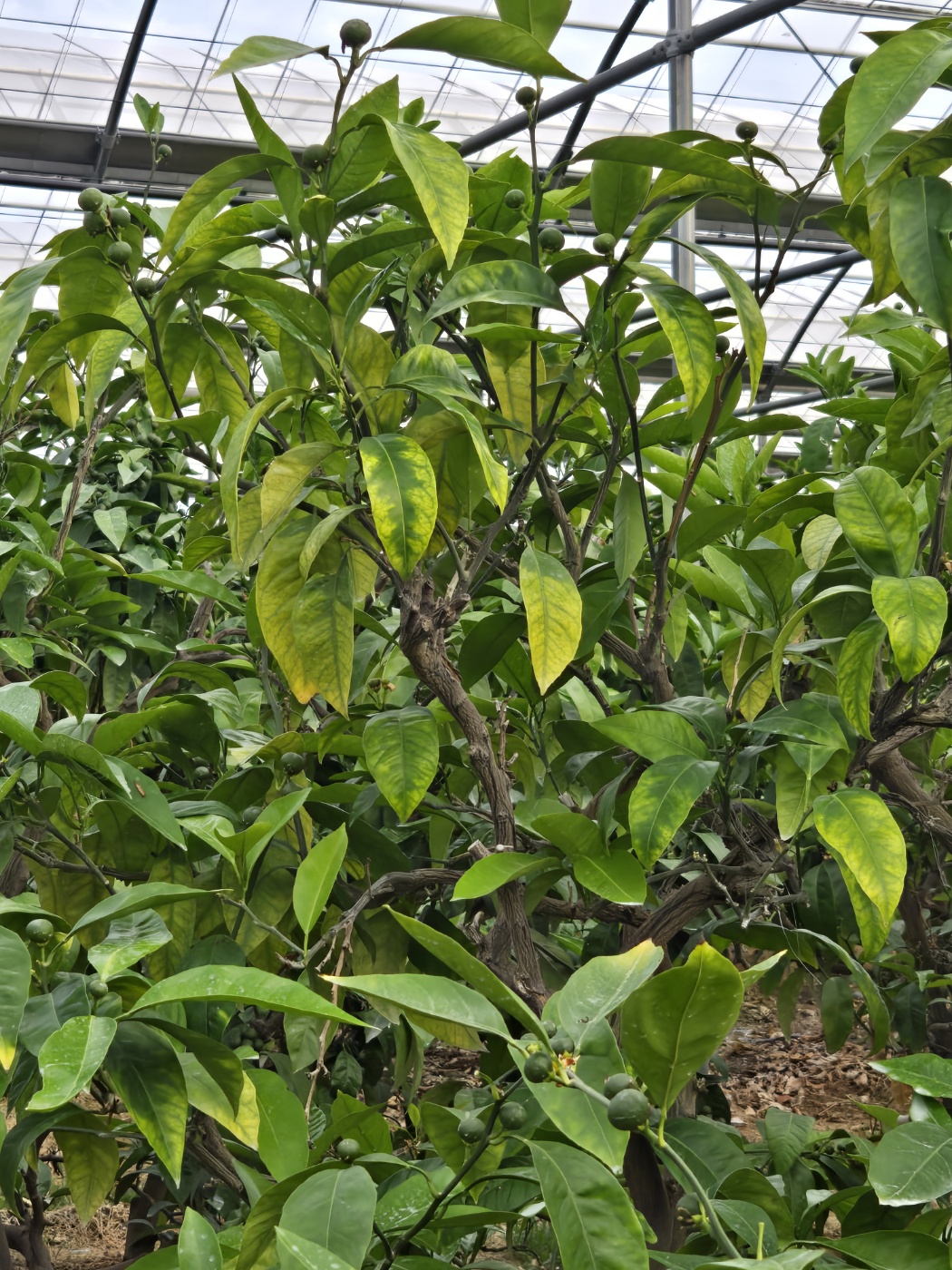 감귤 나무 상태