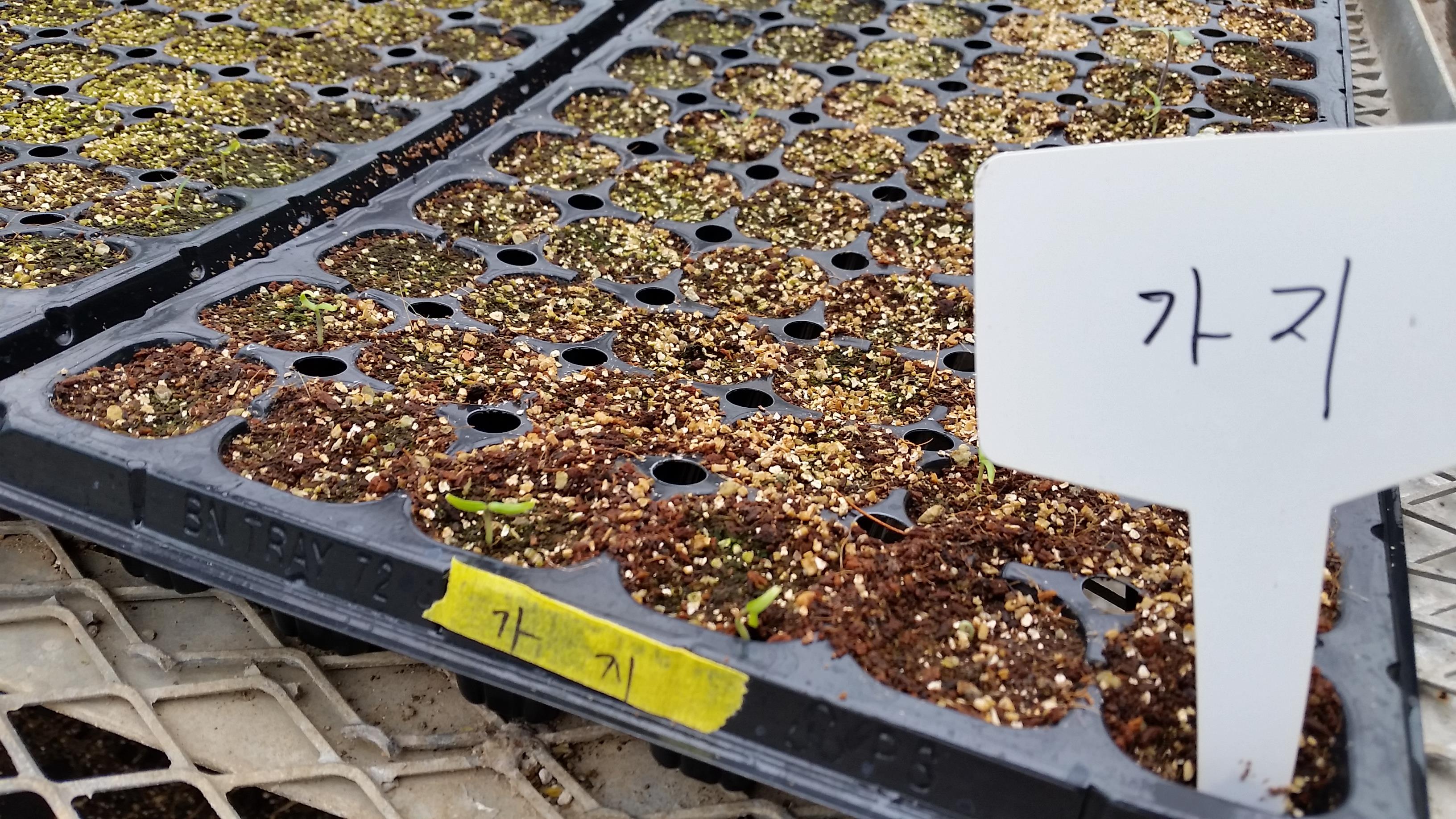 파종, 그 이후...