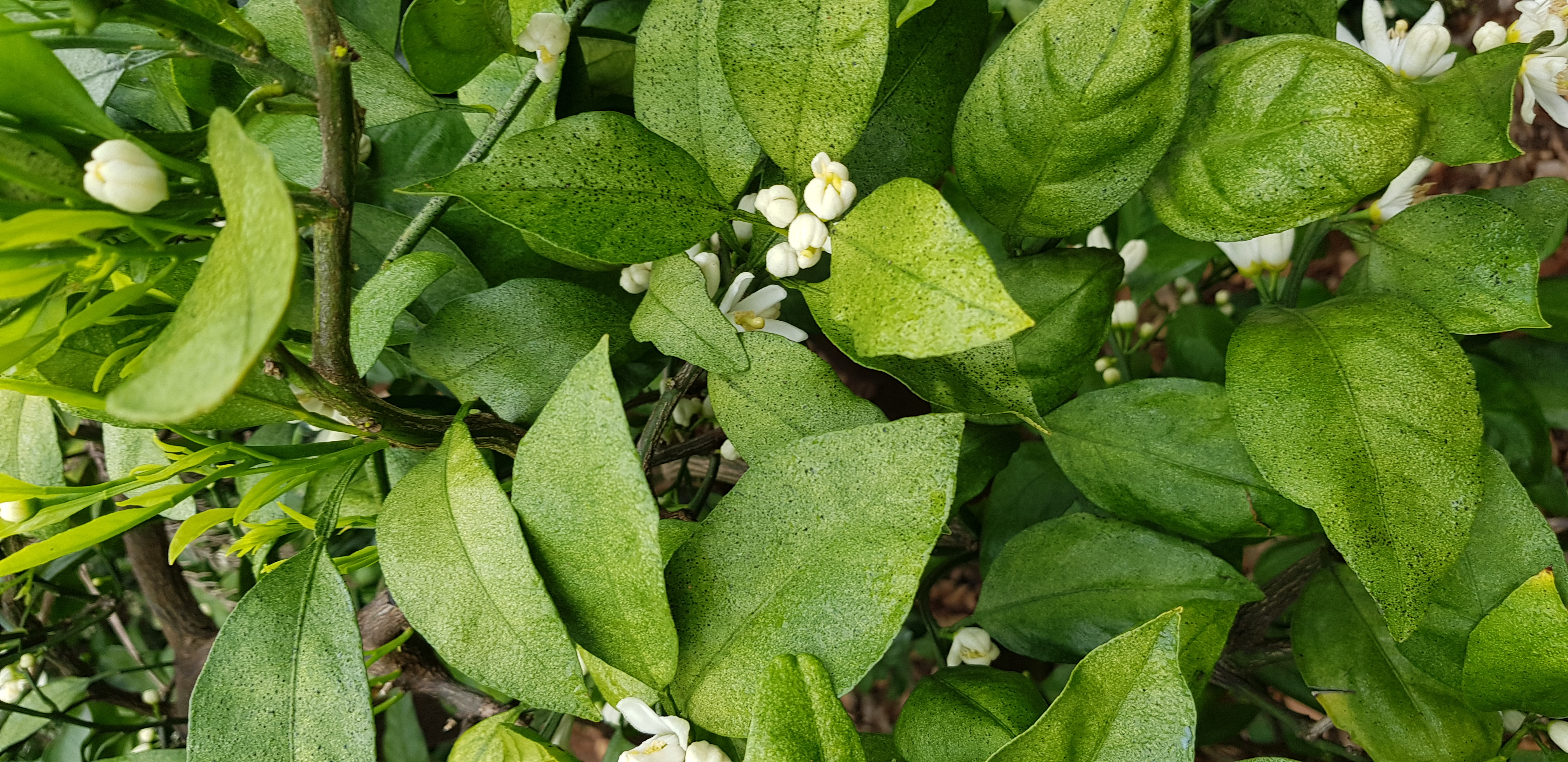 노지감귤 나무(잎) 병충해 문의