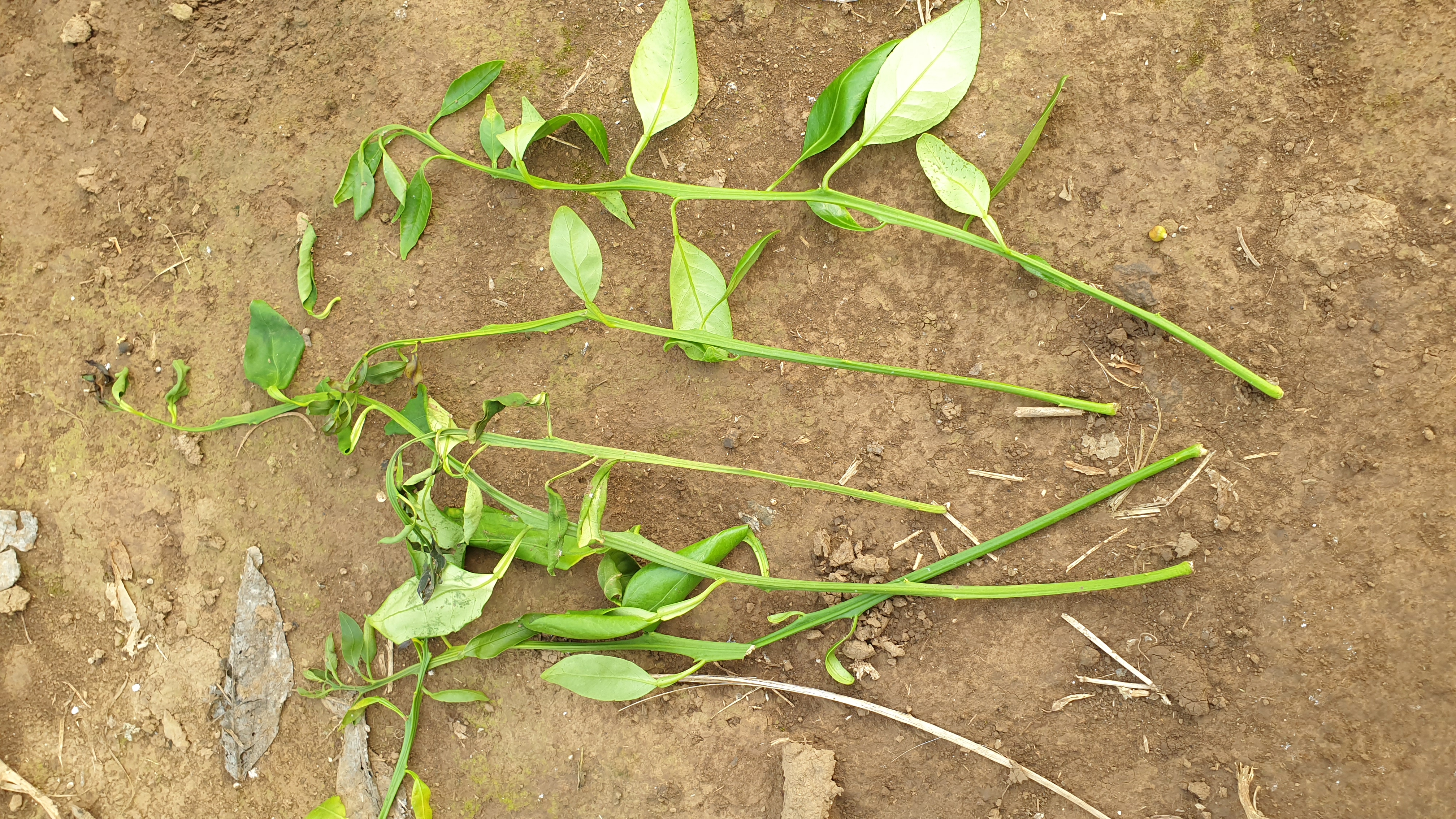 새순 고사 및 열매기형