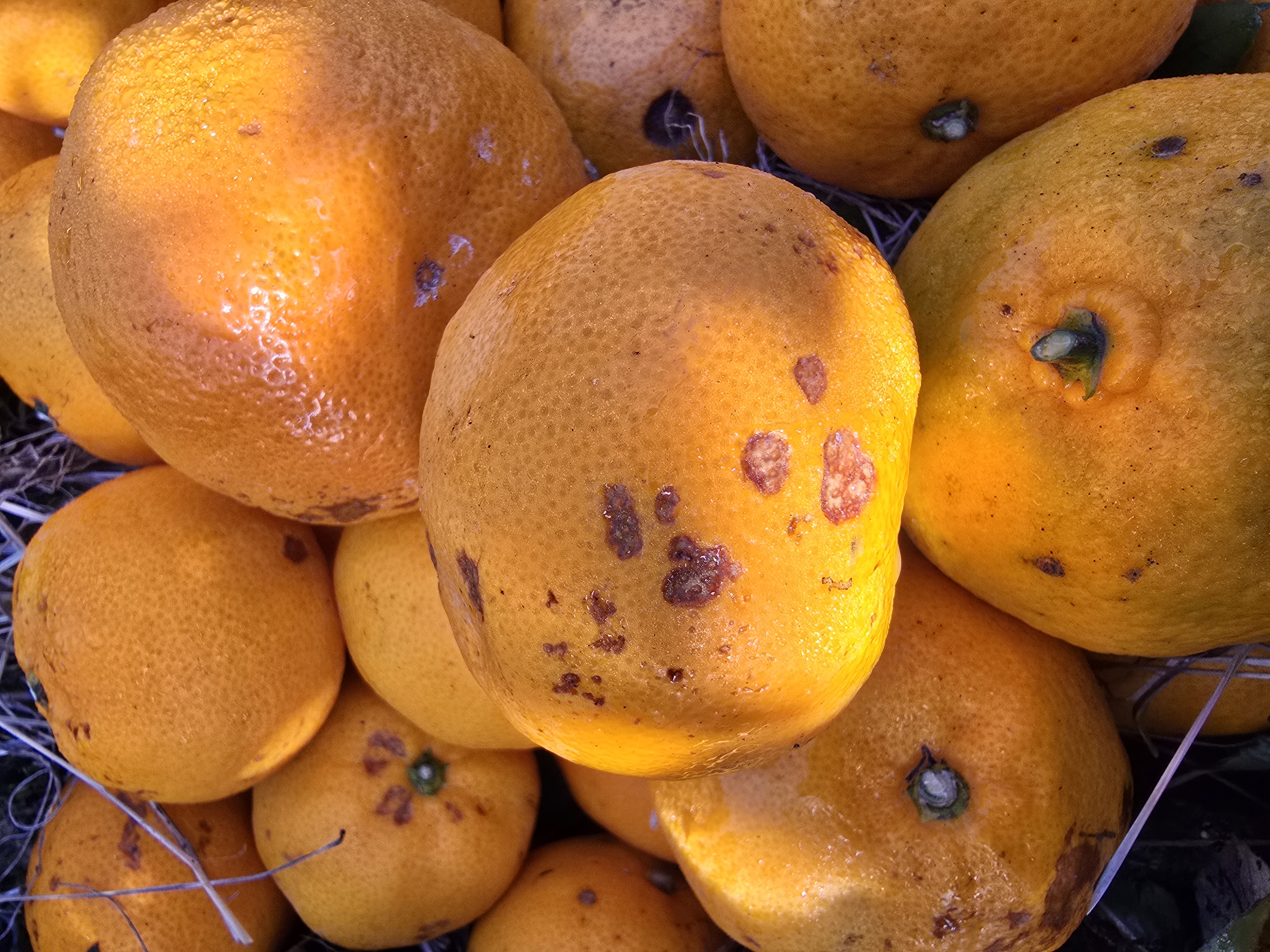 감귤병해충관하여