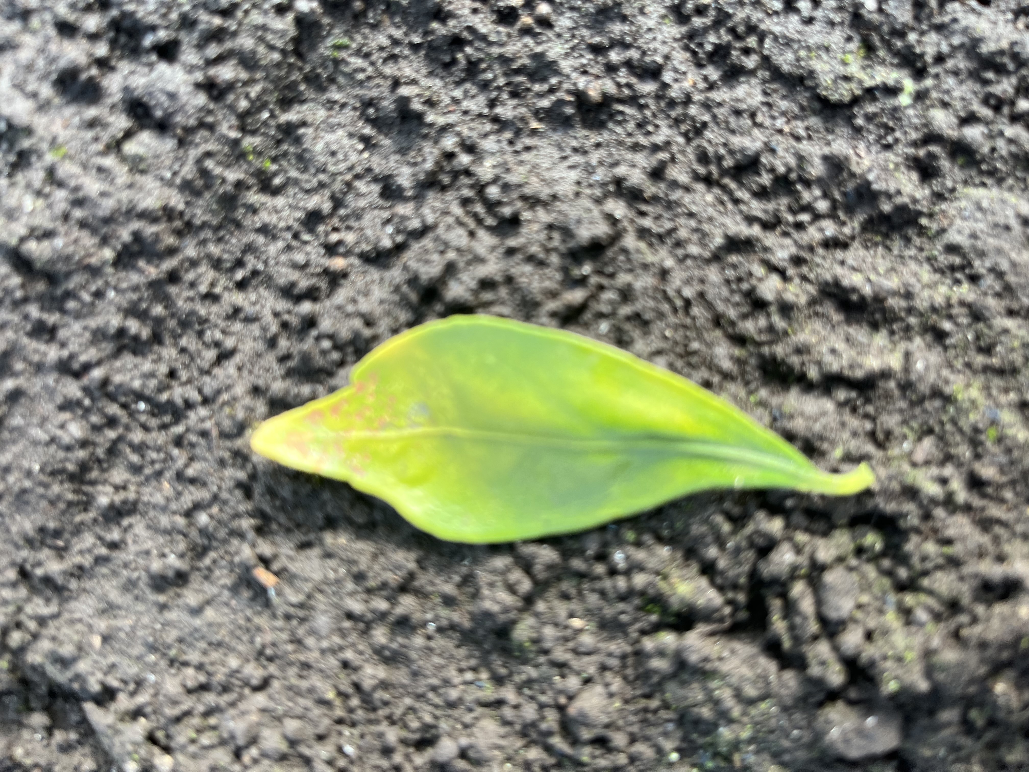 잎사귀 질병확인