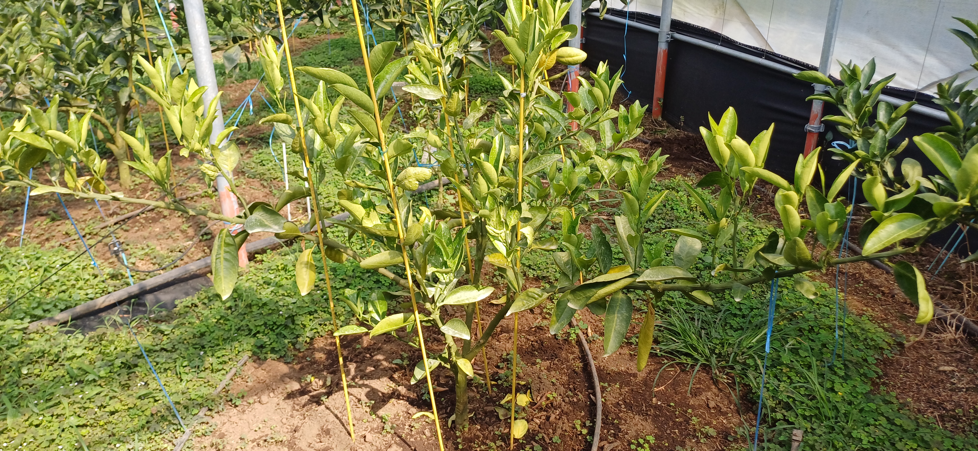 천혜향 잎이 전체적으로 누렇게 변색