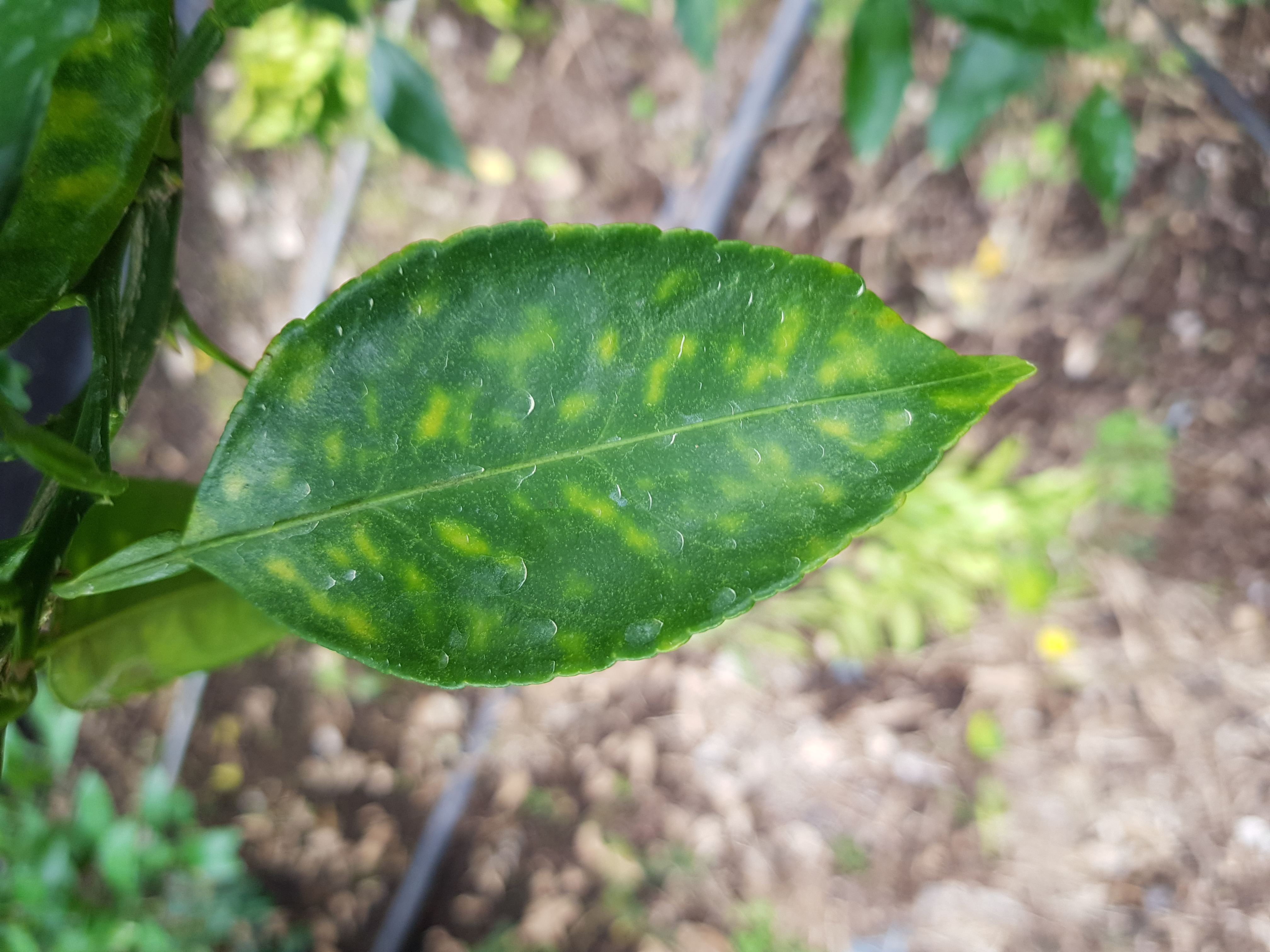 병해충문의입니다