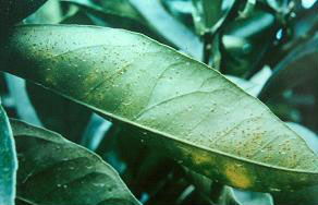 감귤음식전문가교육 (6. 8)