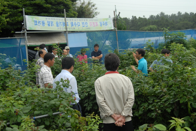 복분자 재배 애로기술 개발