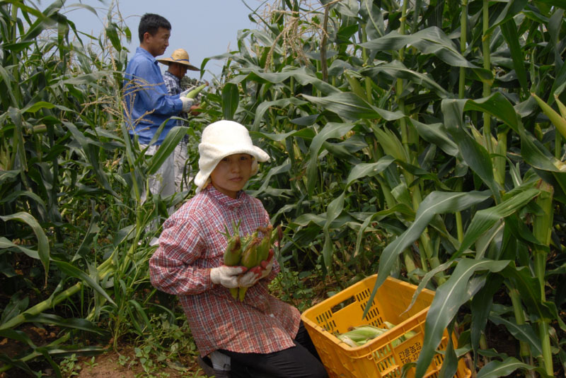 첫 재배한 찰옥수수