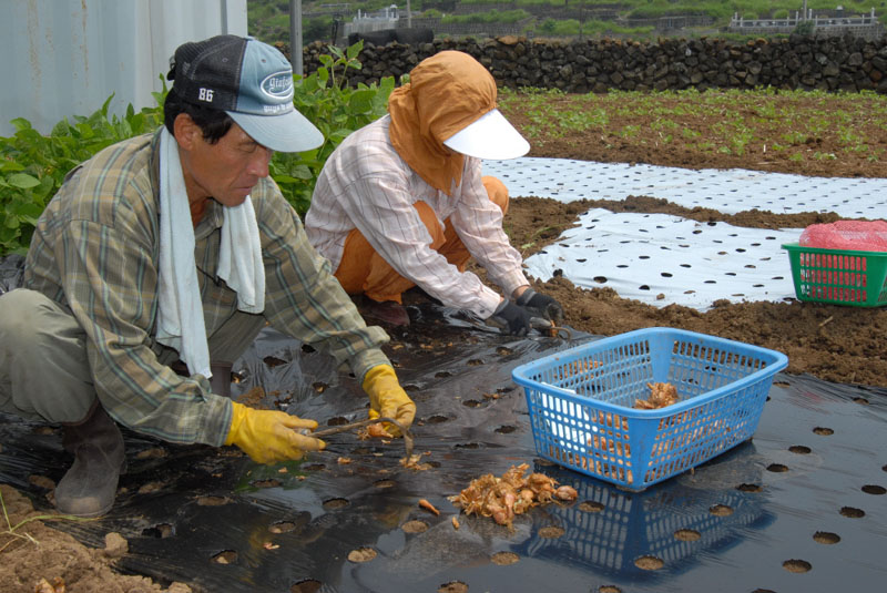 여름철 쪽파재배 농가실증