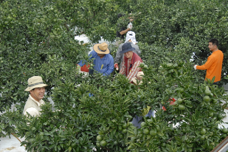 직원 감귤열매솎기 봉사활동