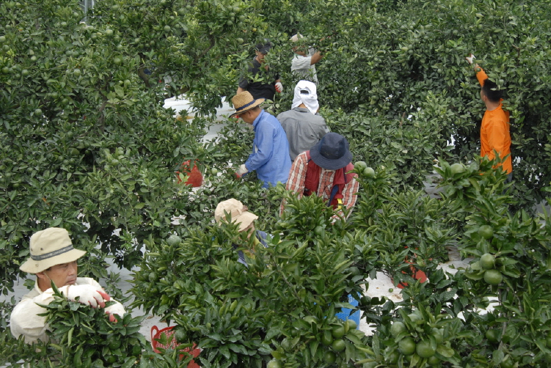 직원 감귤열매솎기 봉사활동