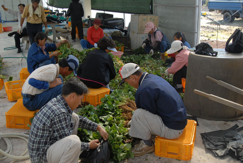 제주 딸기 국내 품종 될때까지..