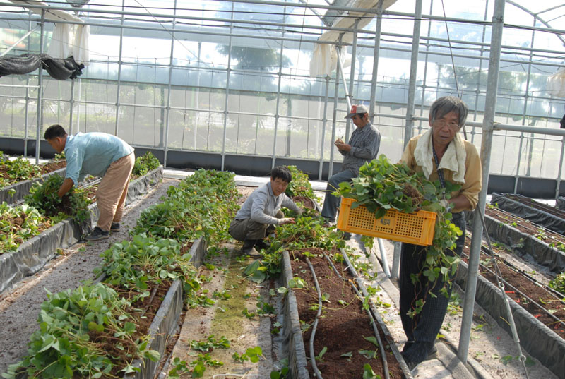 제주 딸기 국내 품종 될때까지..