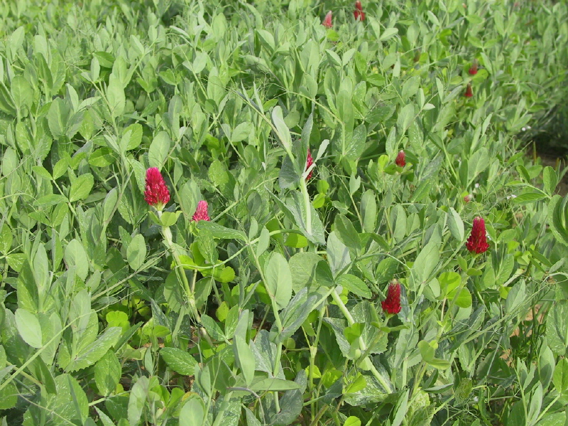 녹비작물용 완두콩