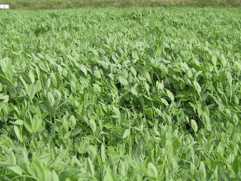 녹비작물용 완두콩